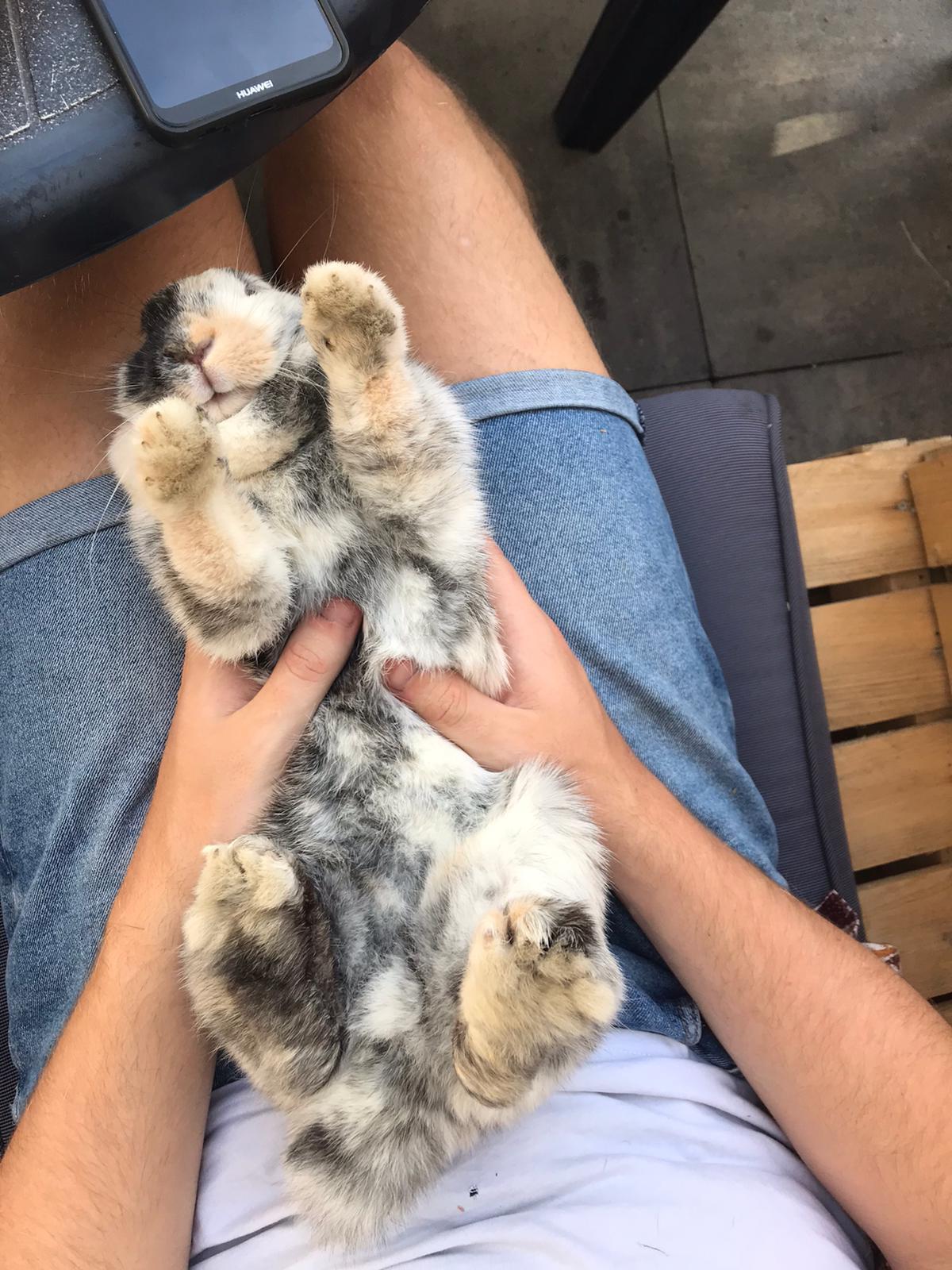 Bunnies like belly rubs too r/aww
