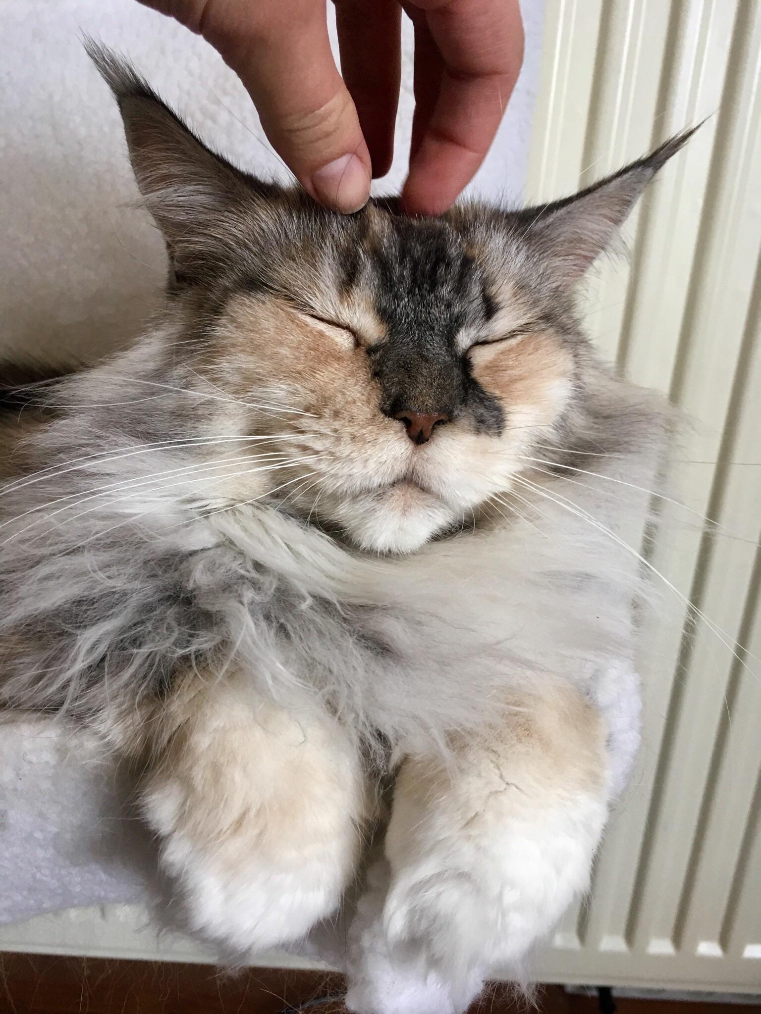 Hmmm head scratchies. This is our princess Maine coon Poes (Dutch word