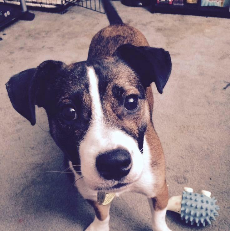 My staffy/jack russel mix r/pitbulls