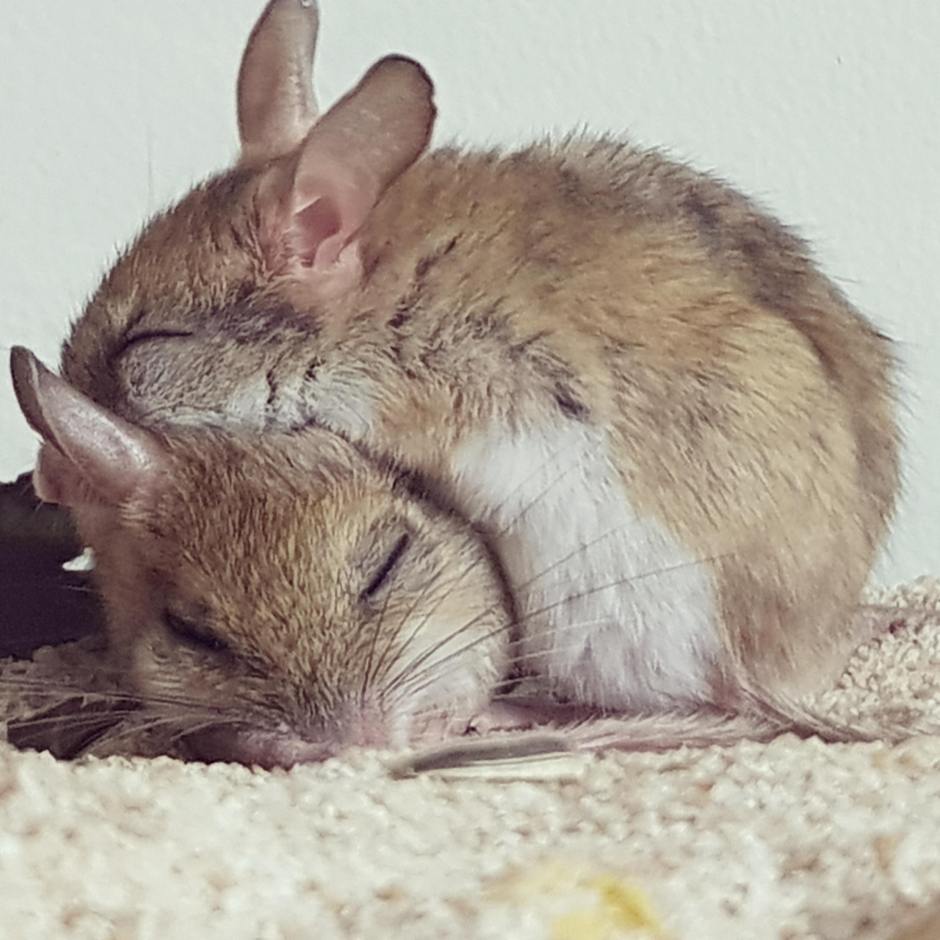 Native Australian Spinifex Hopping Mice r/aww