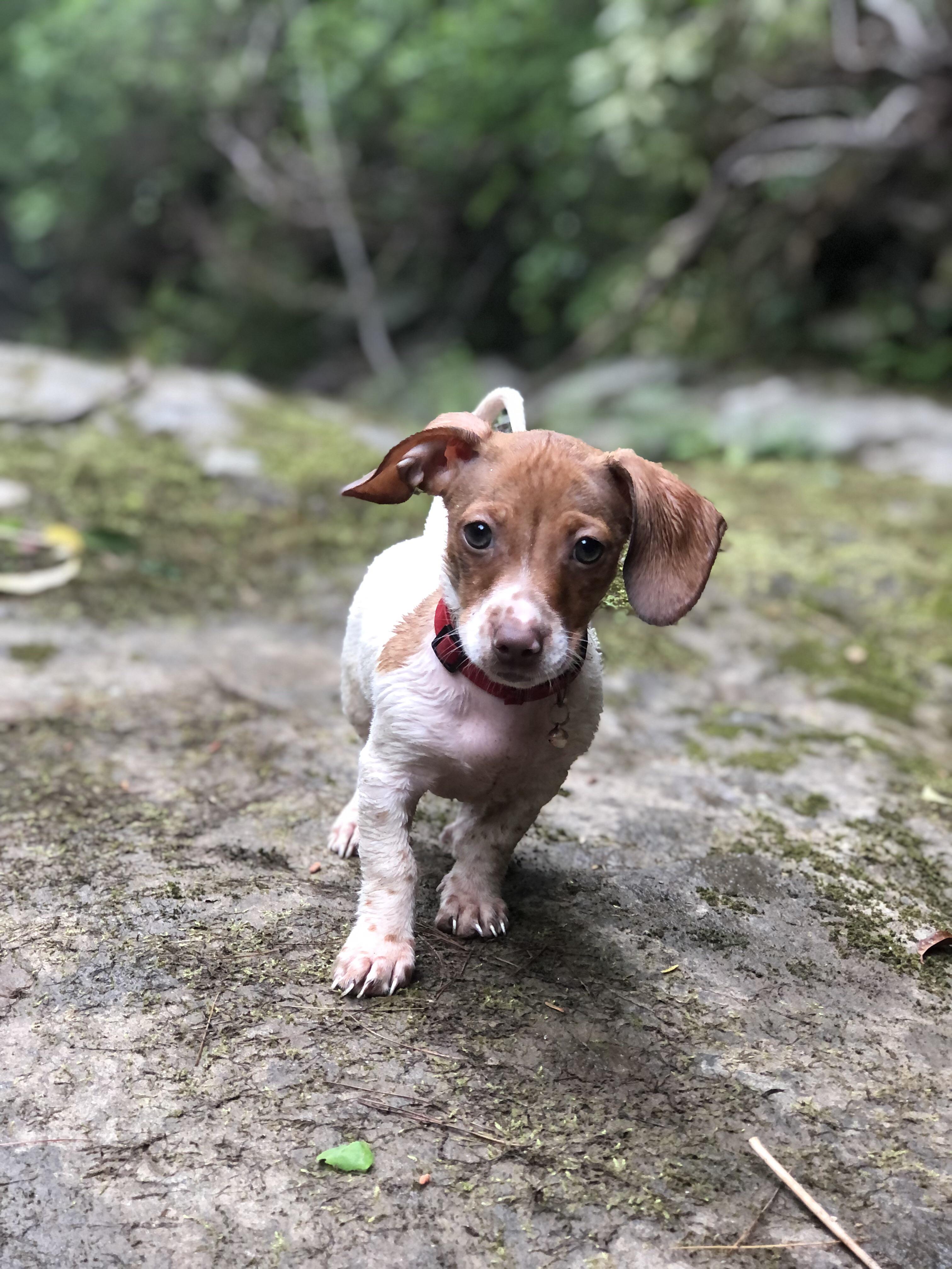 Will his ear flop again? My 89 week old Dachshund mix