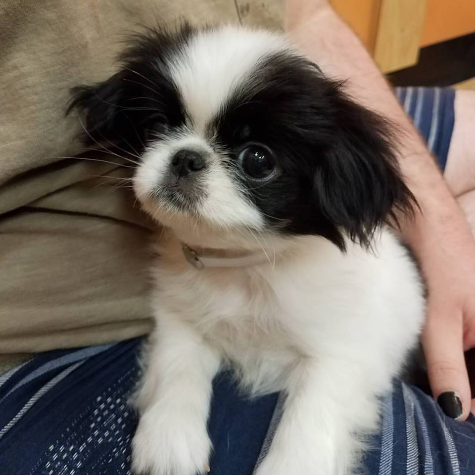 Japanese Chin Puppy I Met Today ) r/aww