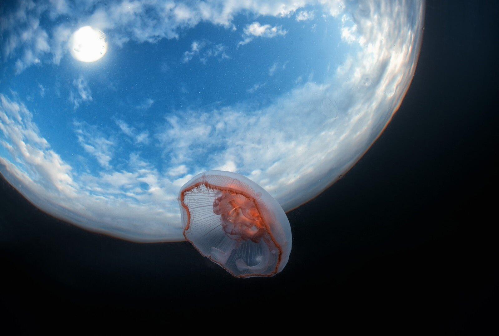 » Photo taken that made the jellyfish look as though it’s in space just