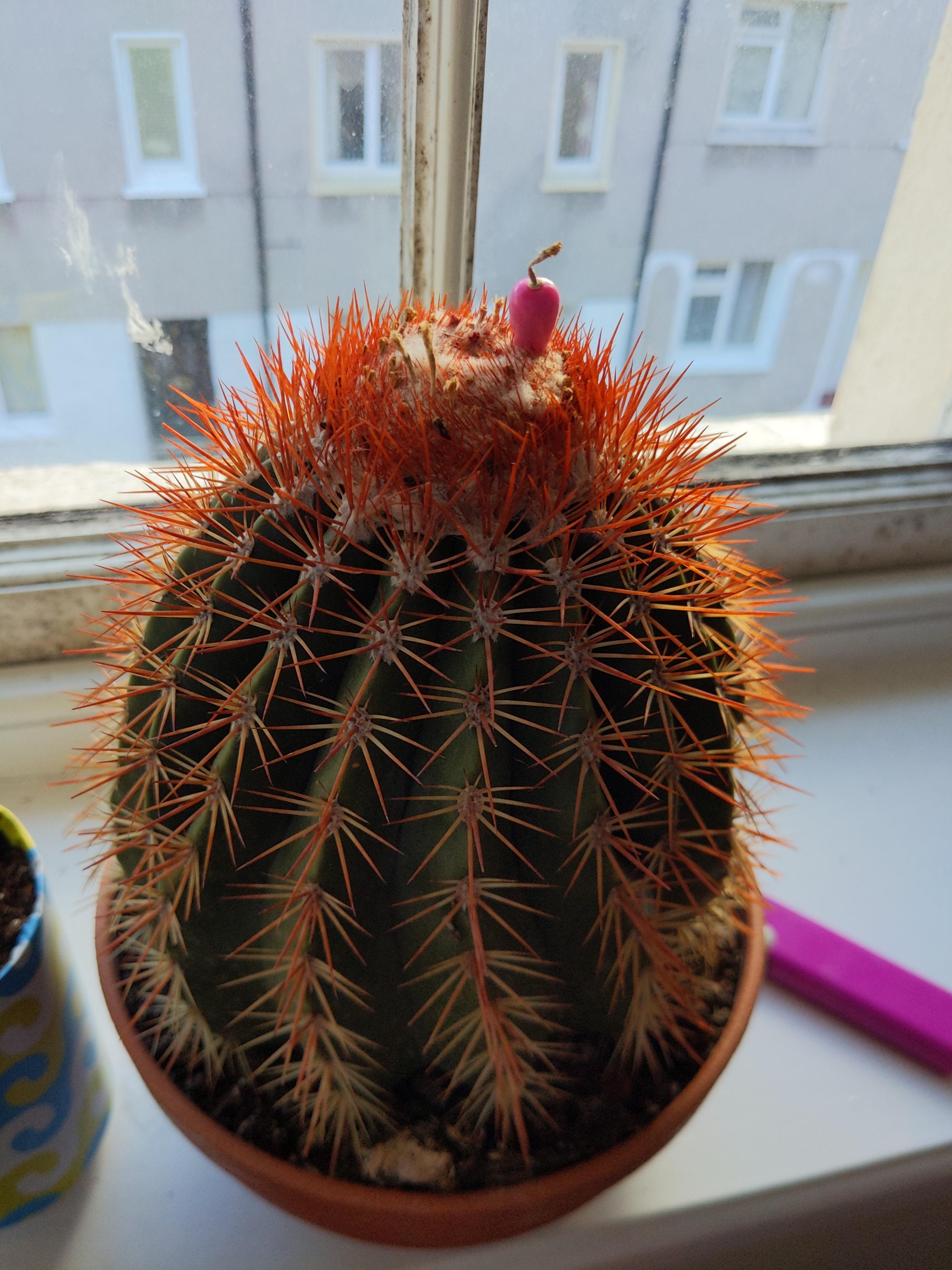 Can someone identify this cactus and tell me why its pushing out these "peppers"? r/cactus
