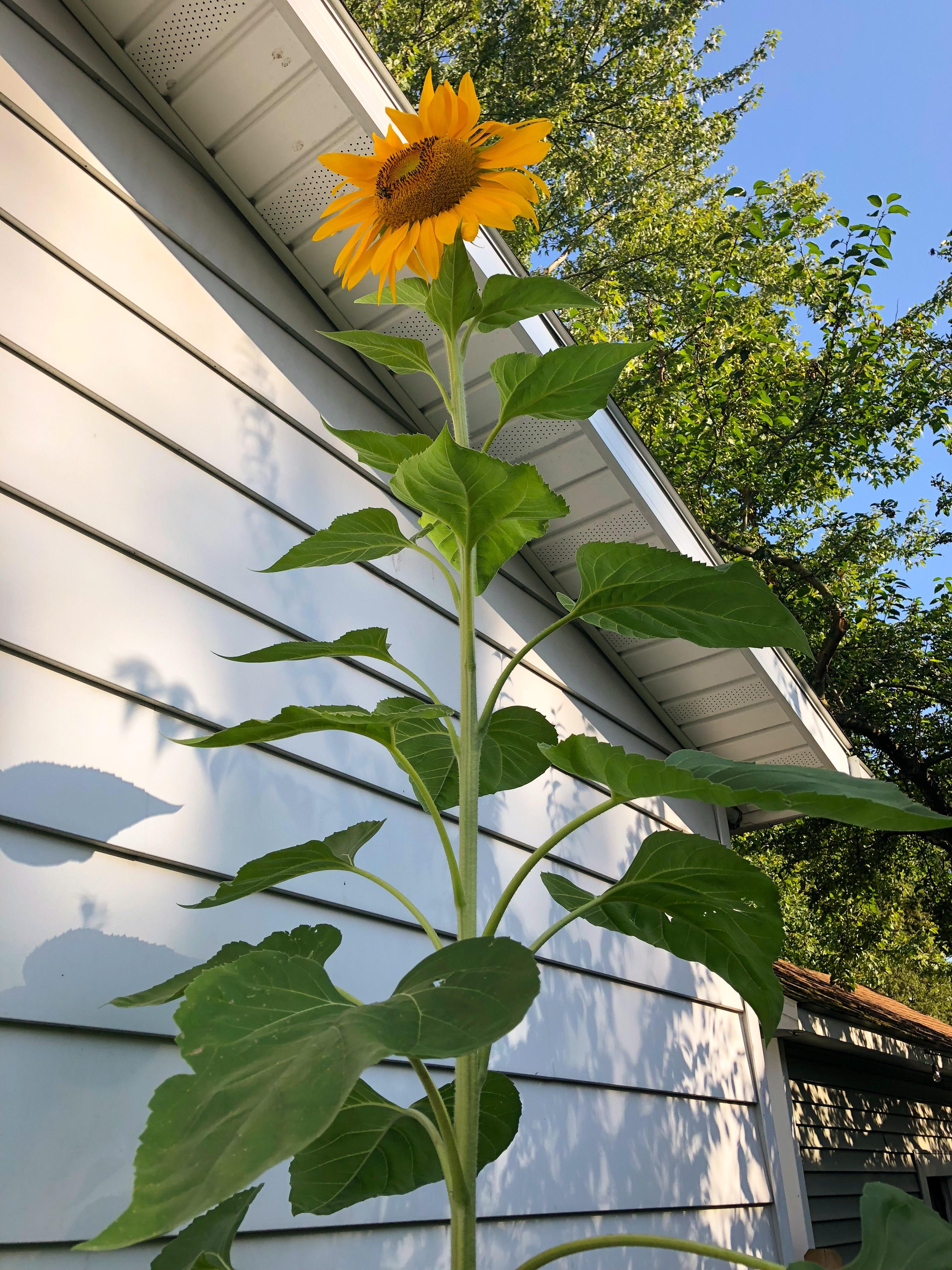 Gardening noob here. I’m so proud of my 9 foot tall sunflower. r