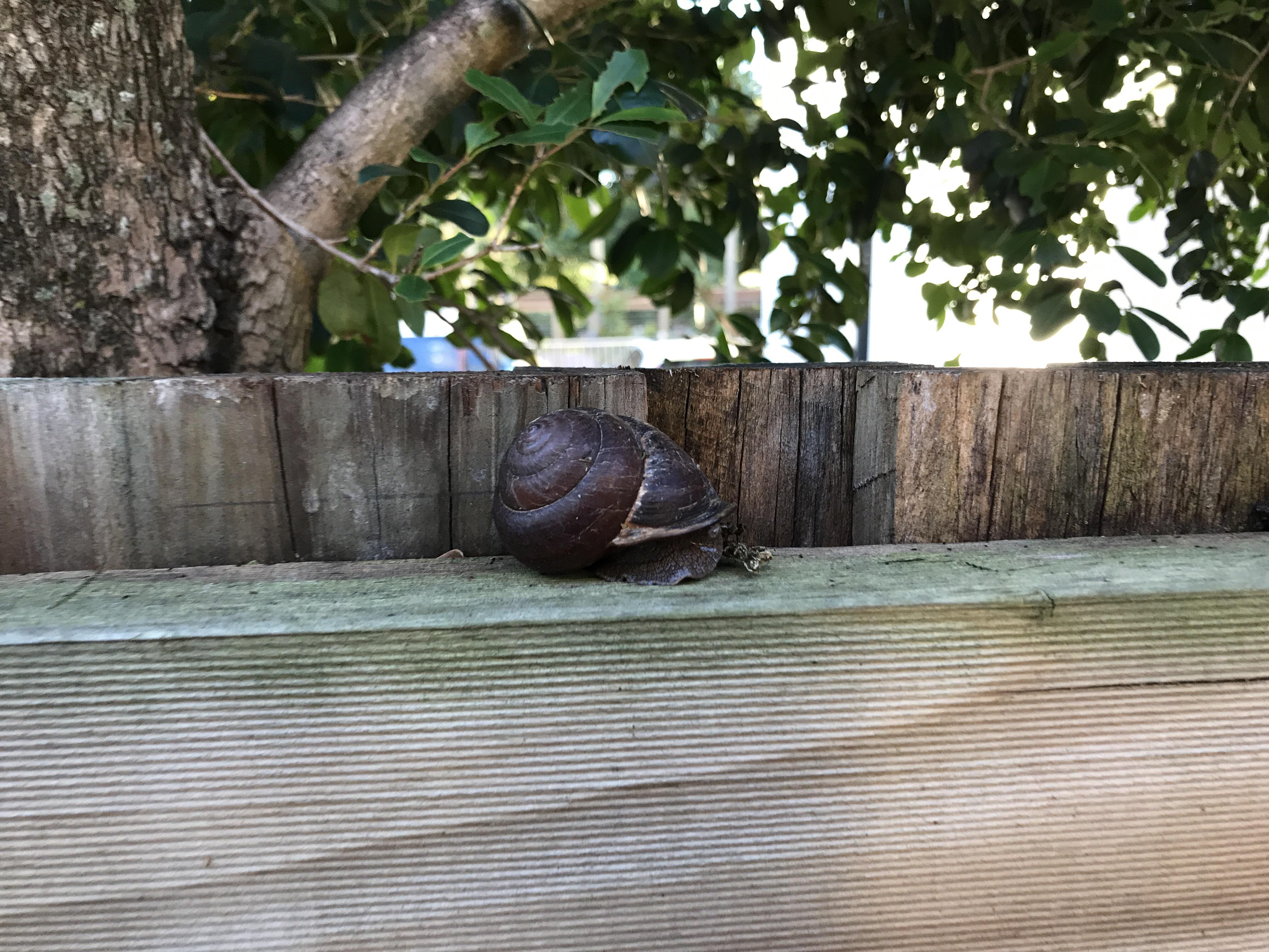 Giant panda snail found in Clayfield; had no idea we had native snails