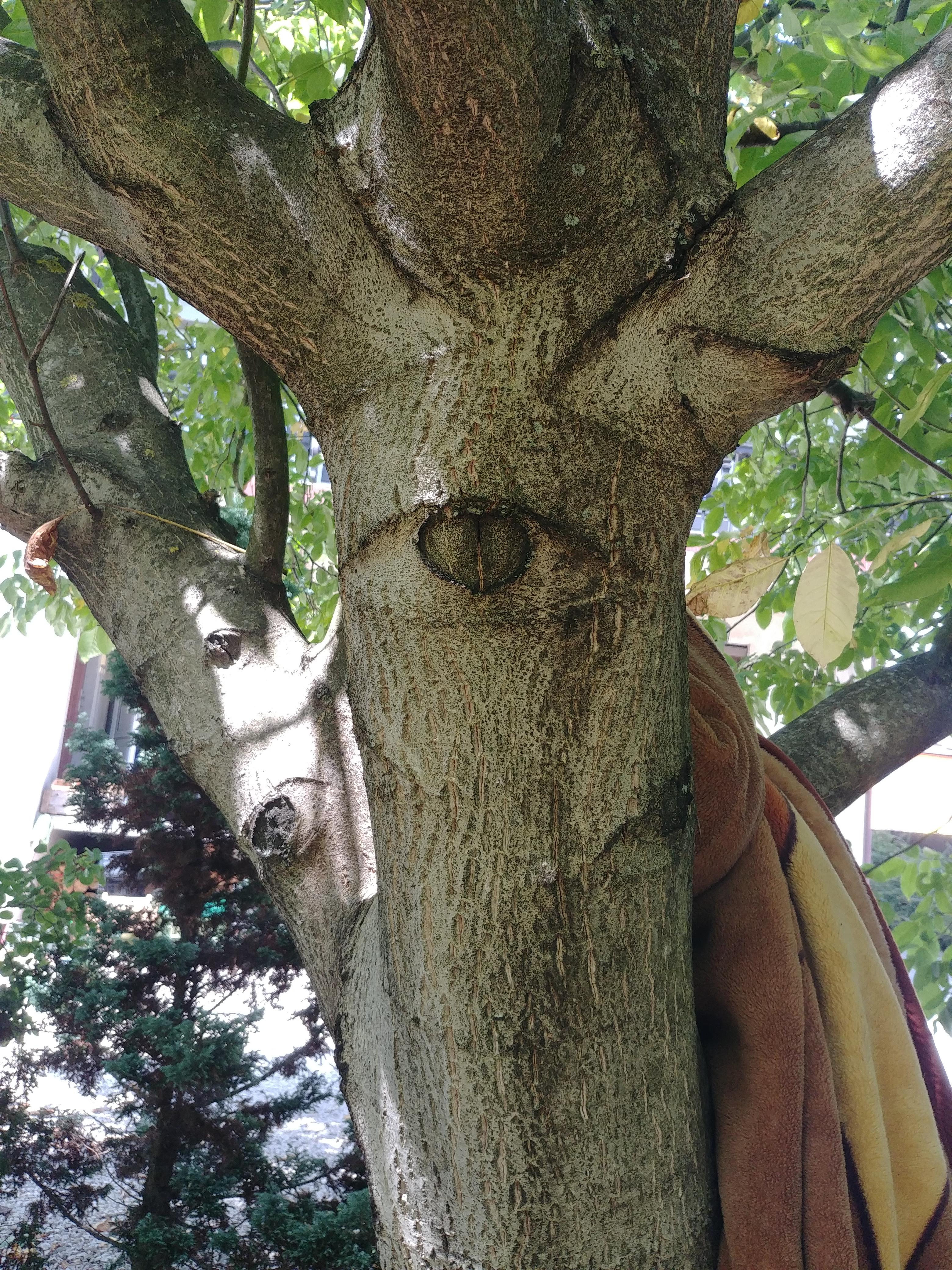 A walnut tree in our backyard looks like it has eyes. r/mildlyinteresting