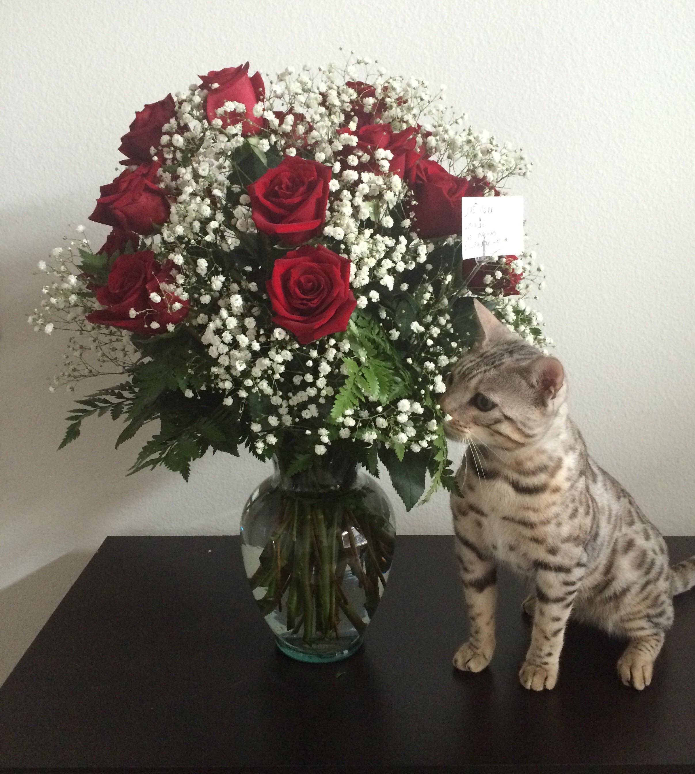 Roses are re..Cat r/cats