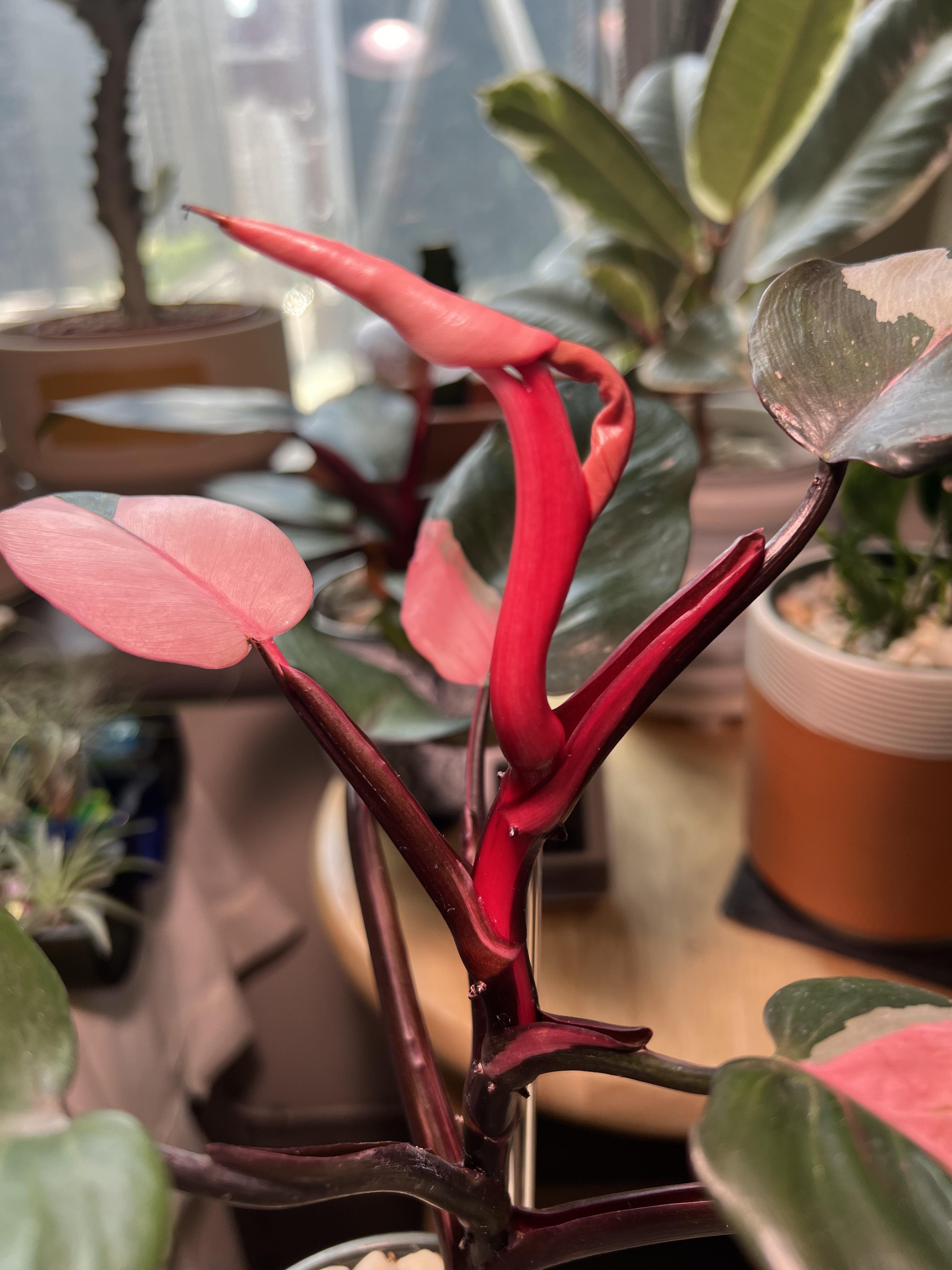 Looks like my Philo Pink Princess is new bearing triplets? Thanks to