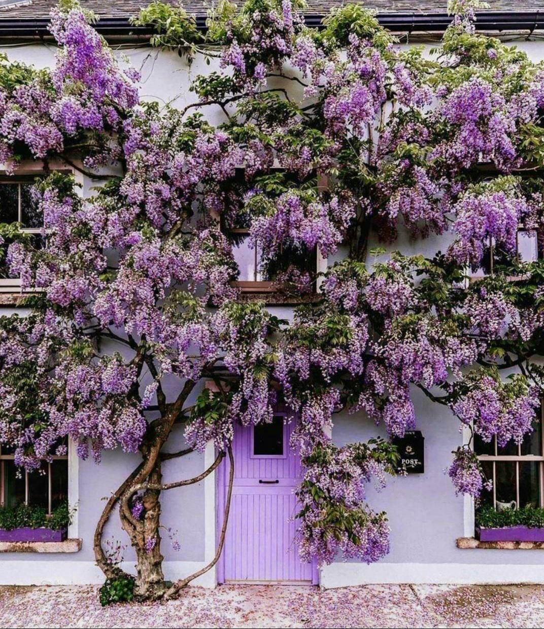 A cottage covered in wisteria in the village of Inistioge, Kilkenny