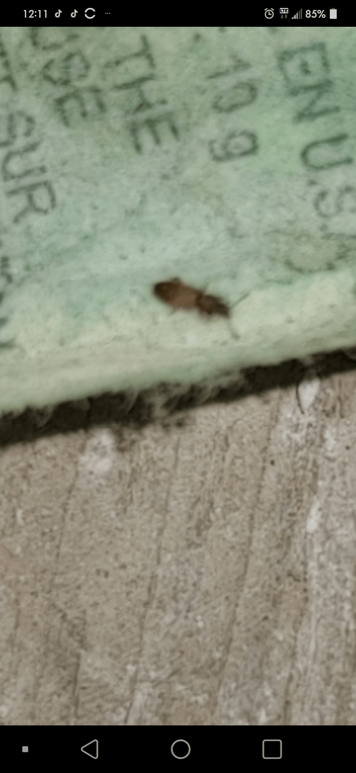 Doing a Reno and found these in the wall. Are they cockroaches? Canada