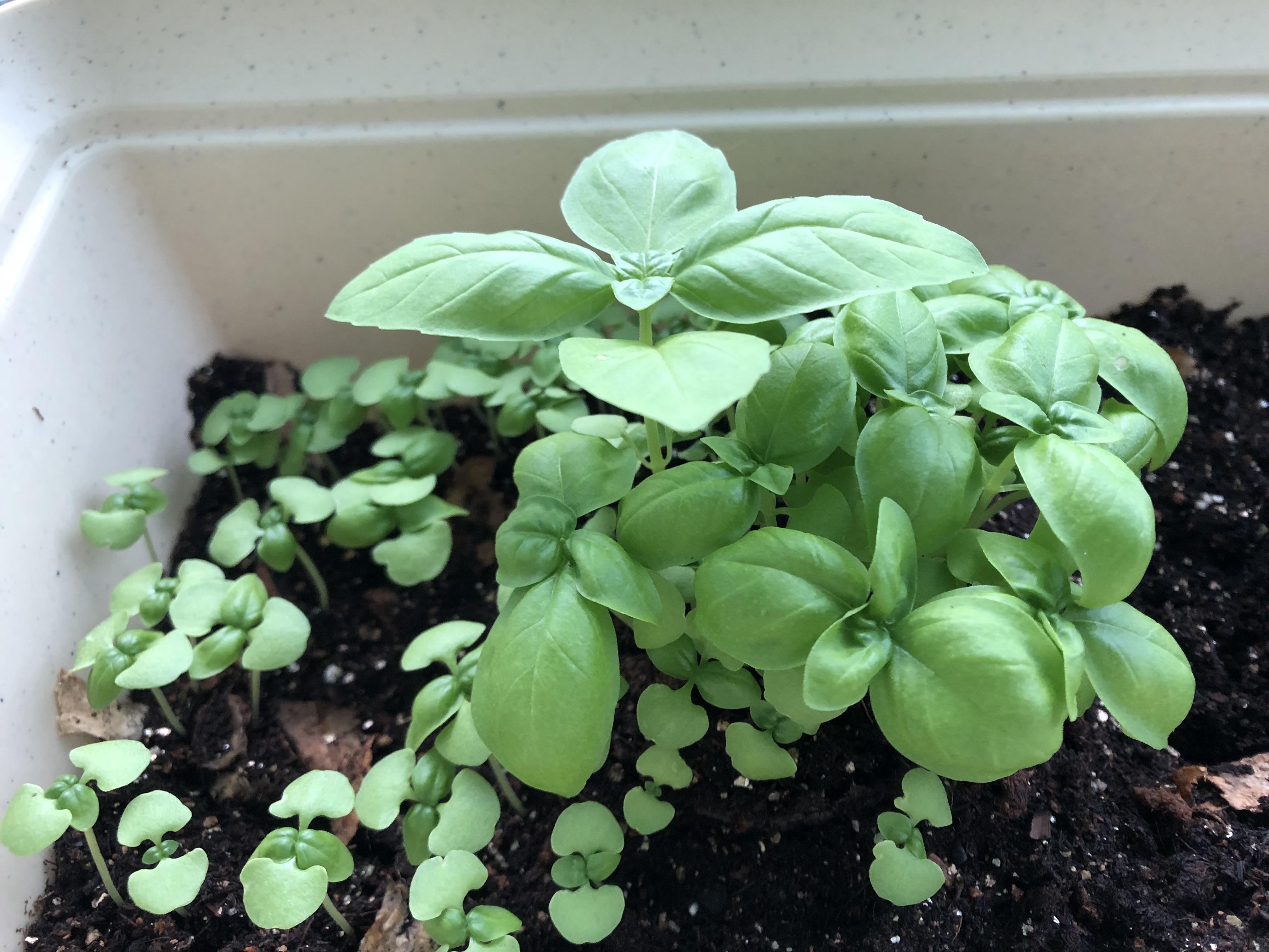 Started from seeds! The Italian basil is grow beautifully! r/plants