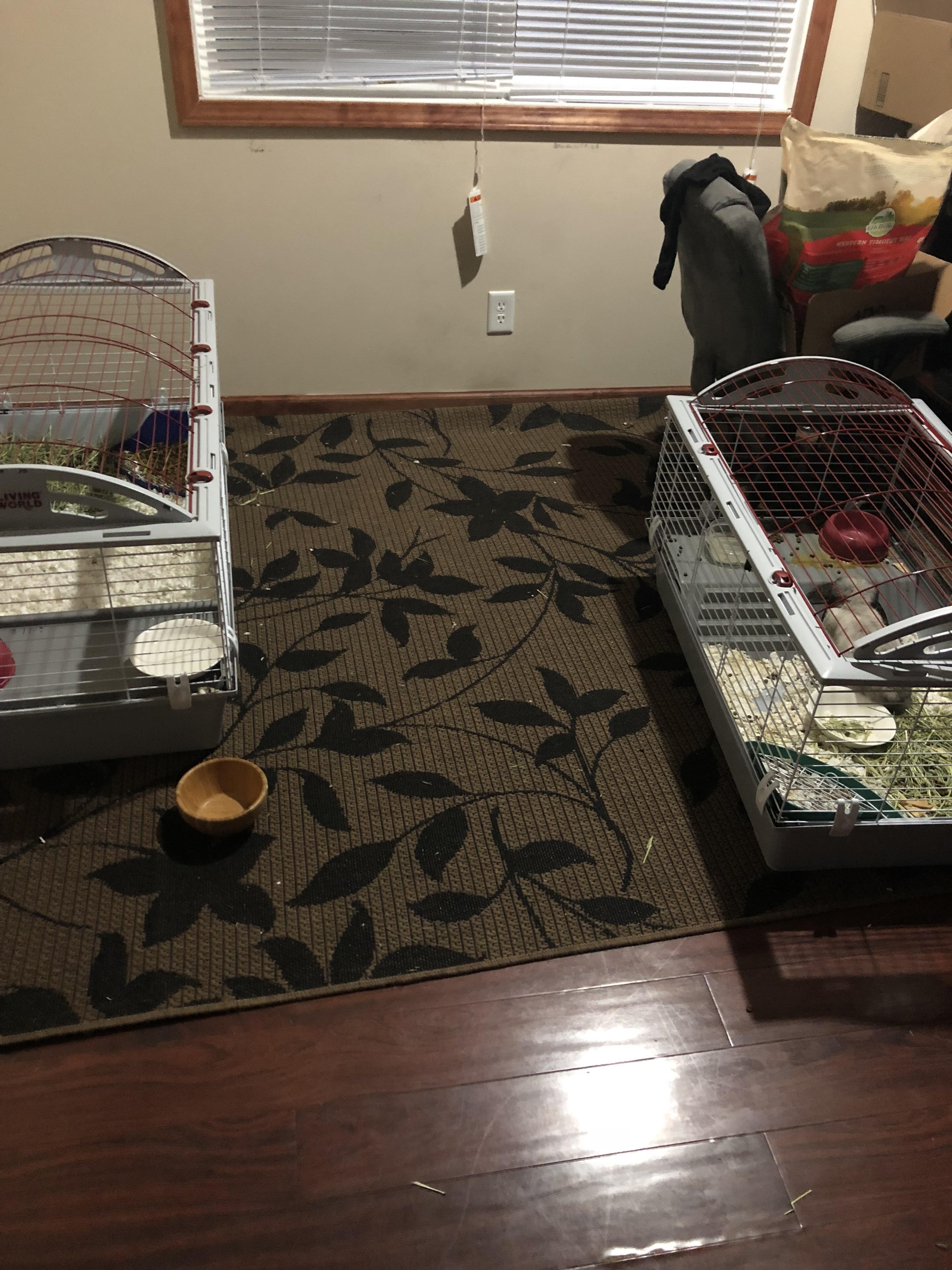 Okay, Sunday we put their cages in the same room. Now I put them like