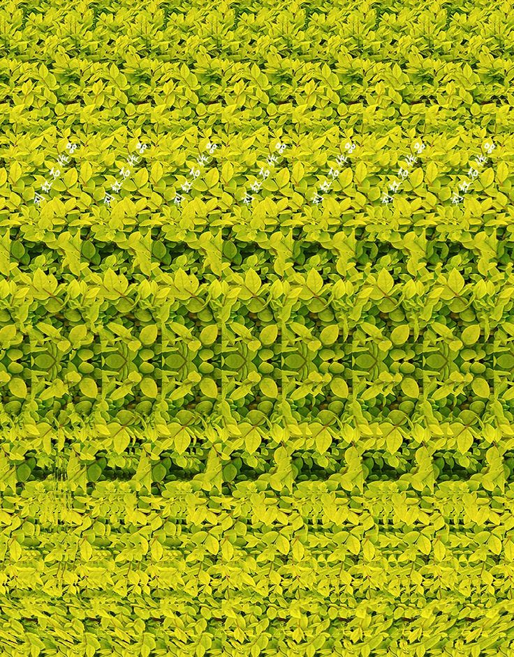 Works Best On Phone. Open The Pic Full Screen, Place This Pic At The Tip Of Your Nose , Then Focus On The Pic And Move It Slowly Away From Your Nose.