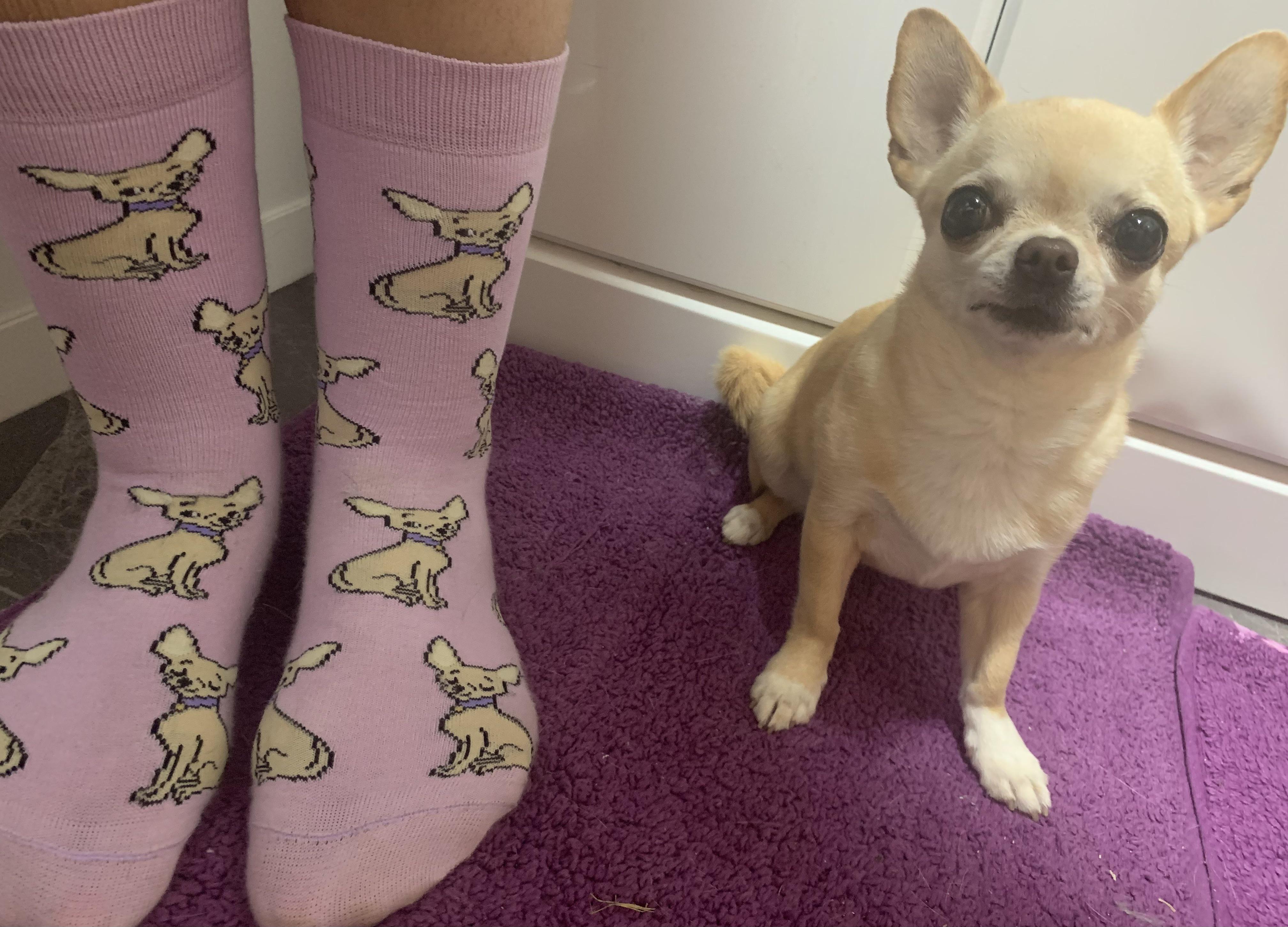 Nothing quite like matching your socks to your dog. r/Chihuahua