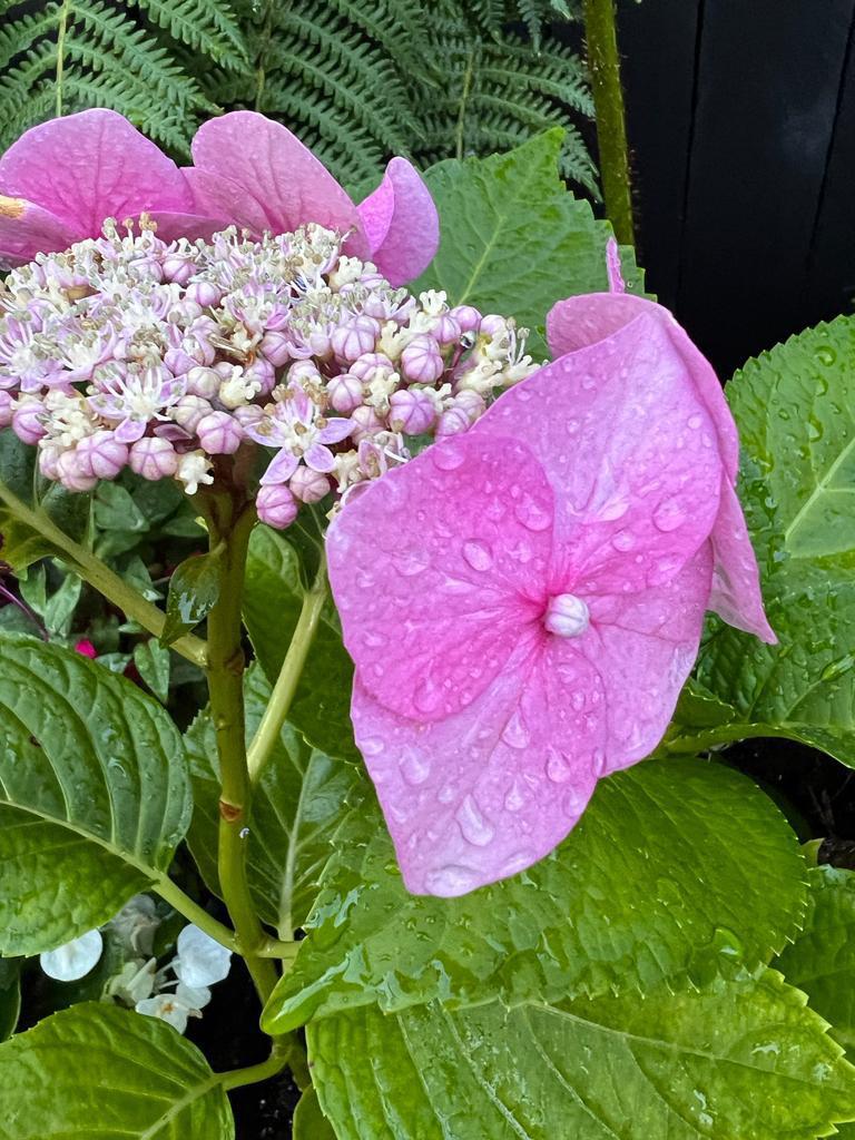 My new Hydrangea is starting to flower. Dont know the name as it was gifted, but thoose buds are