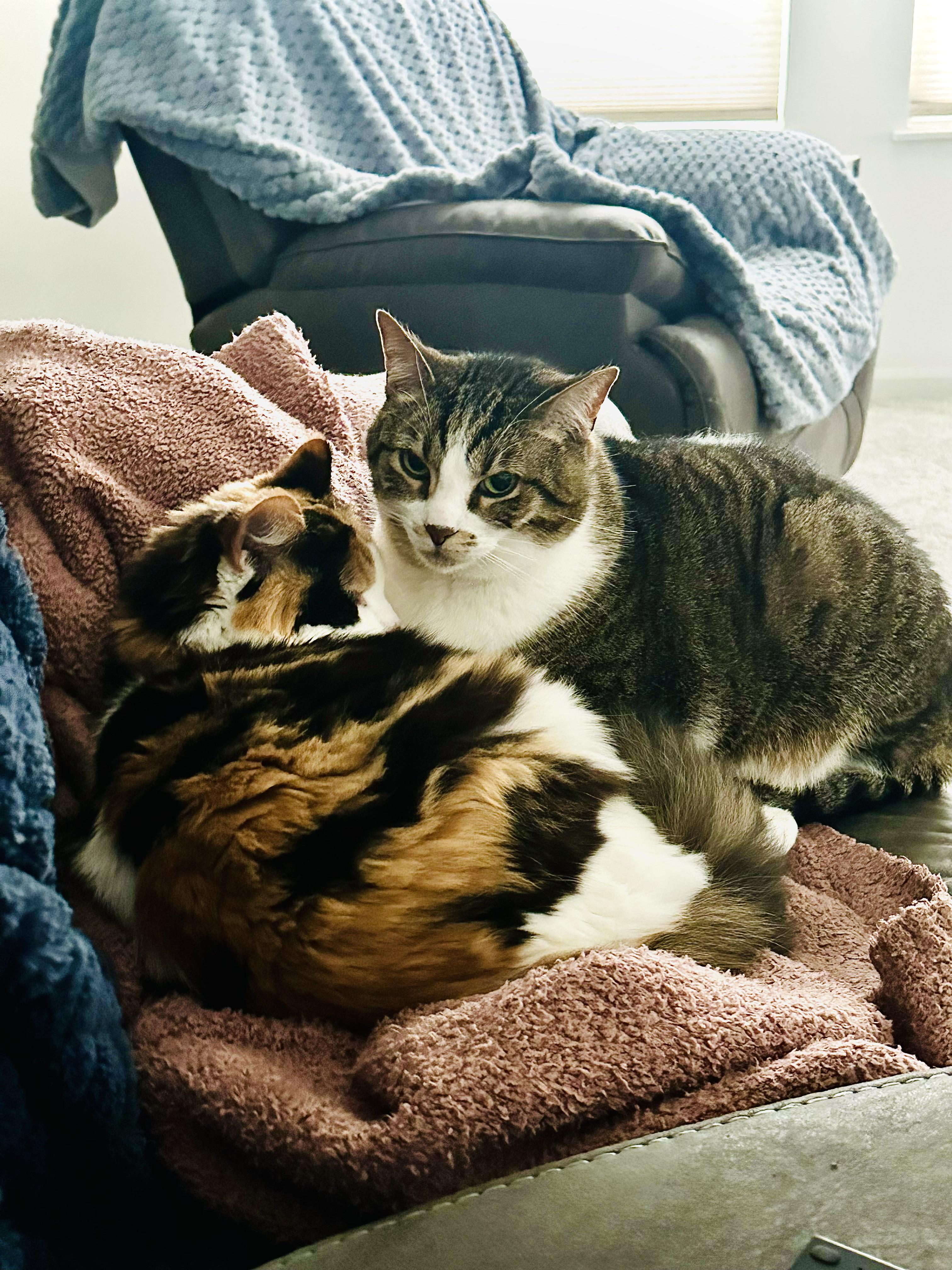 Skims needs a cat blanket/bed/clothing line. My cats steal my cozy robe