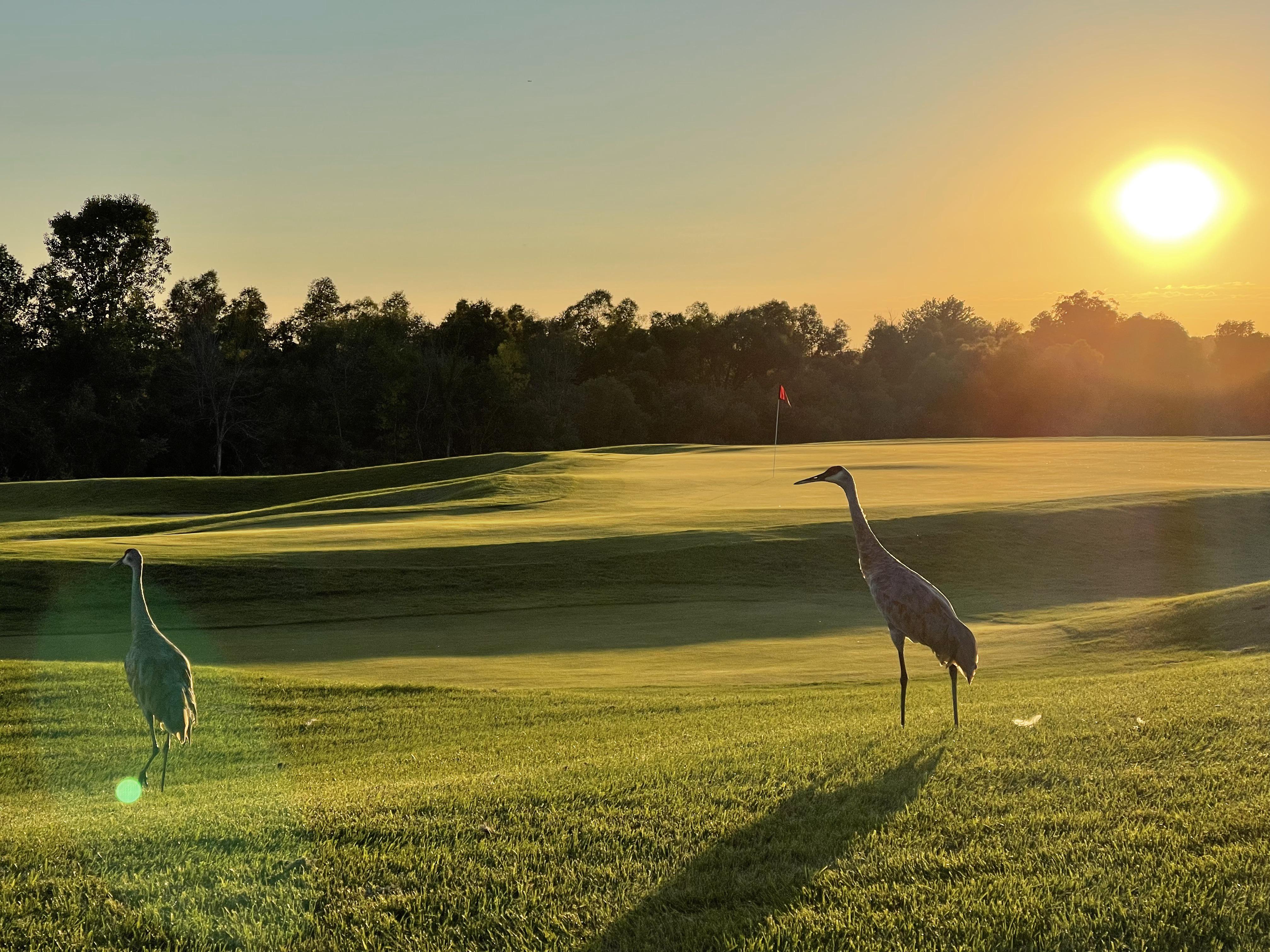 Cranes at sunset at the local course r/golf