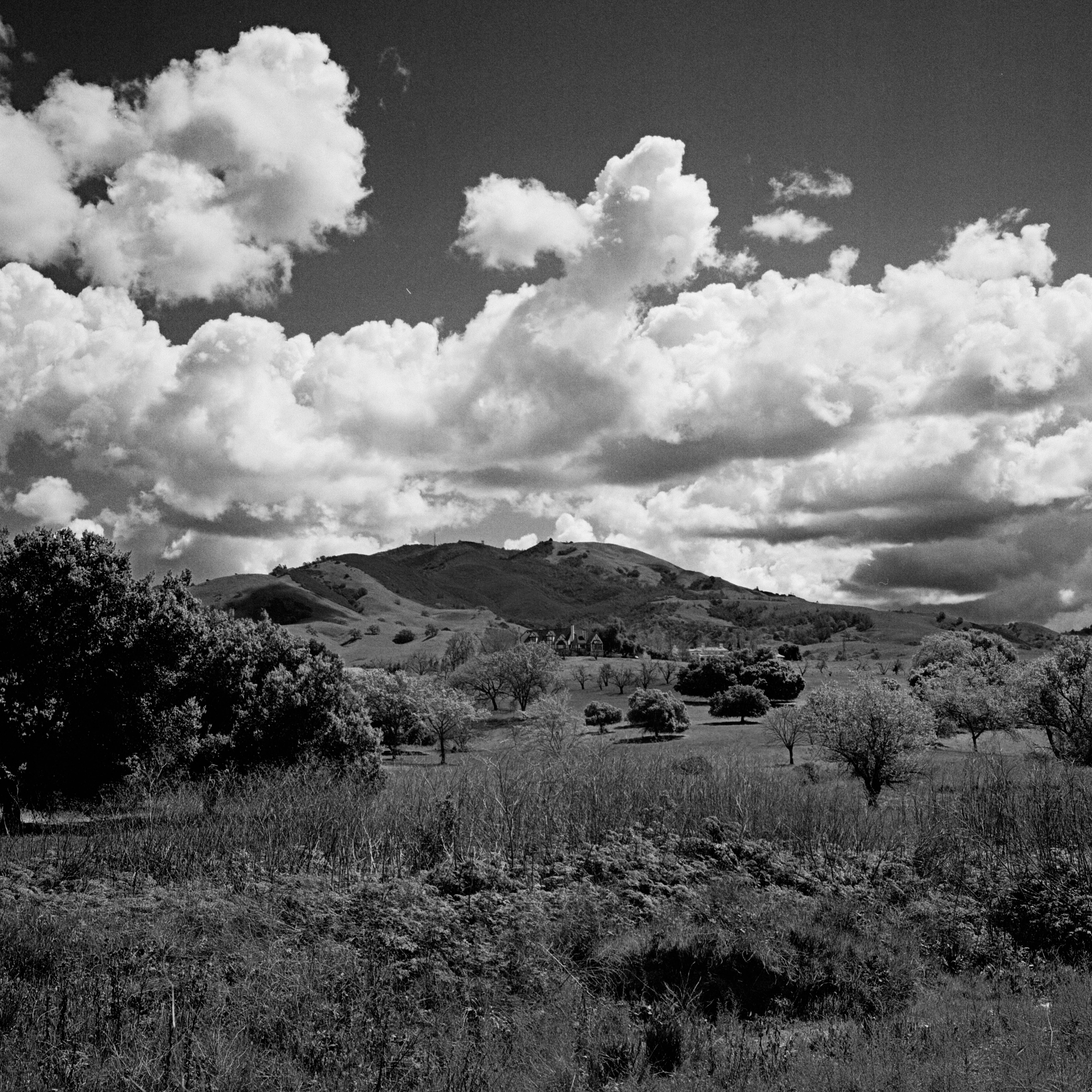 Mount Diablo [Rolleiflex 3.5F Ilford XP2 w/ Red Filter] r/analog