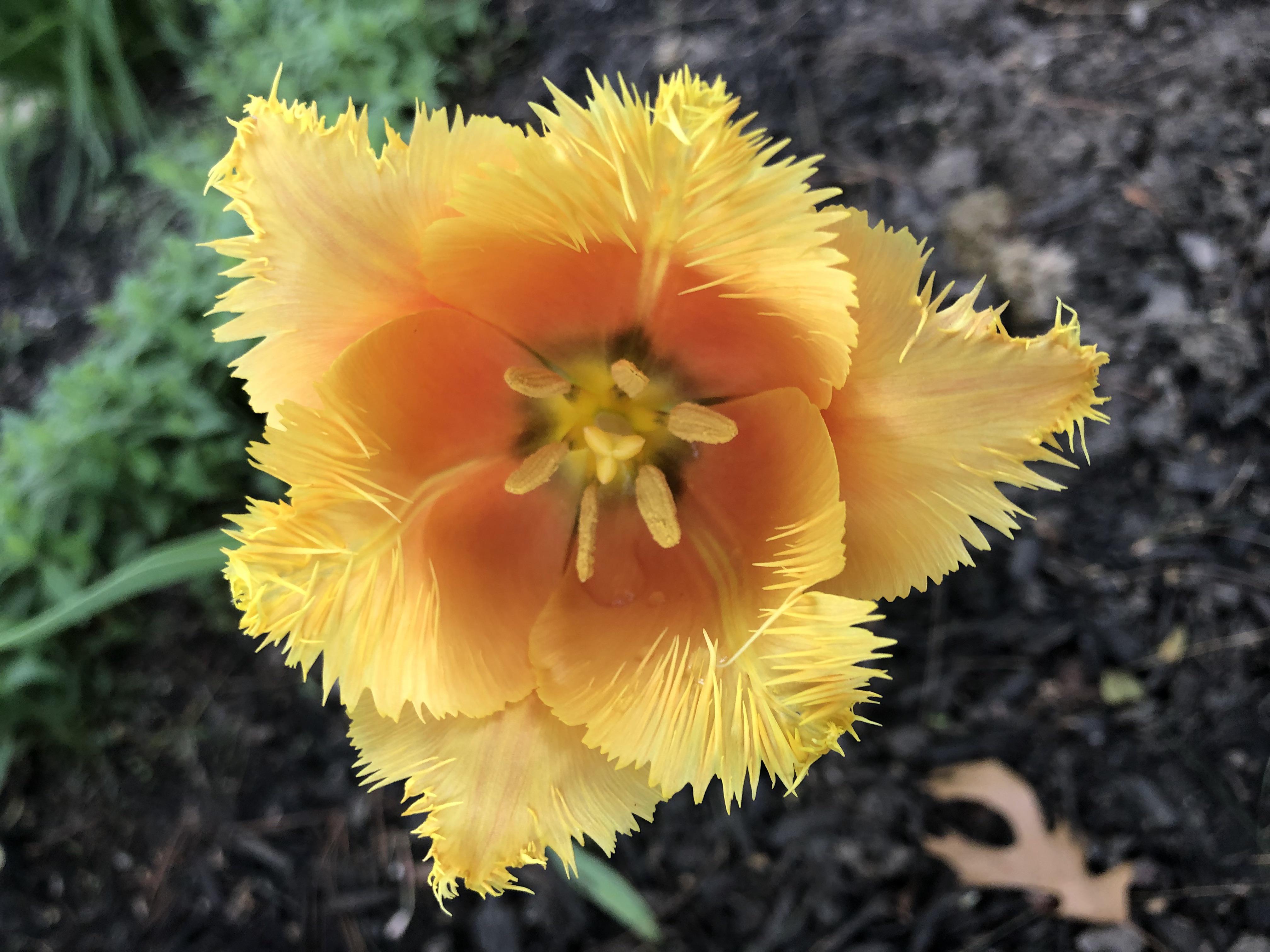 I had about 70 tulip bulbs planted and the squirrels destroyed all but