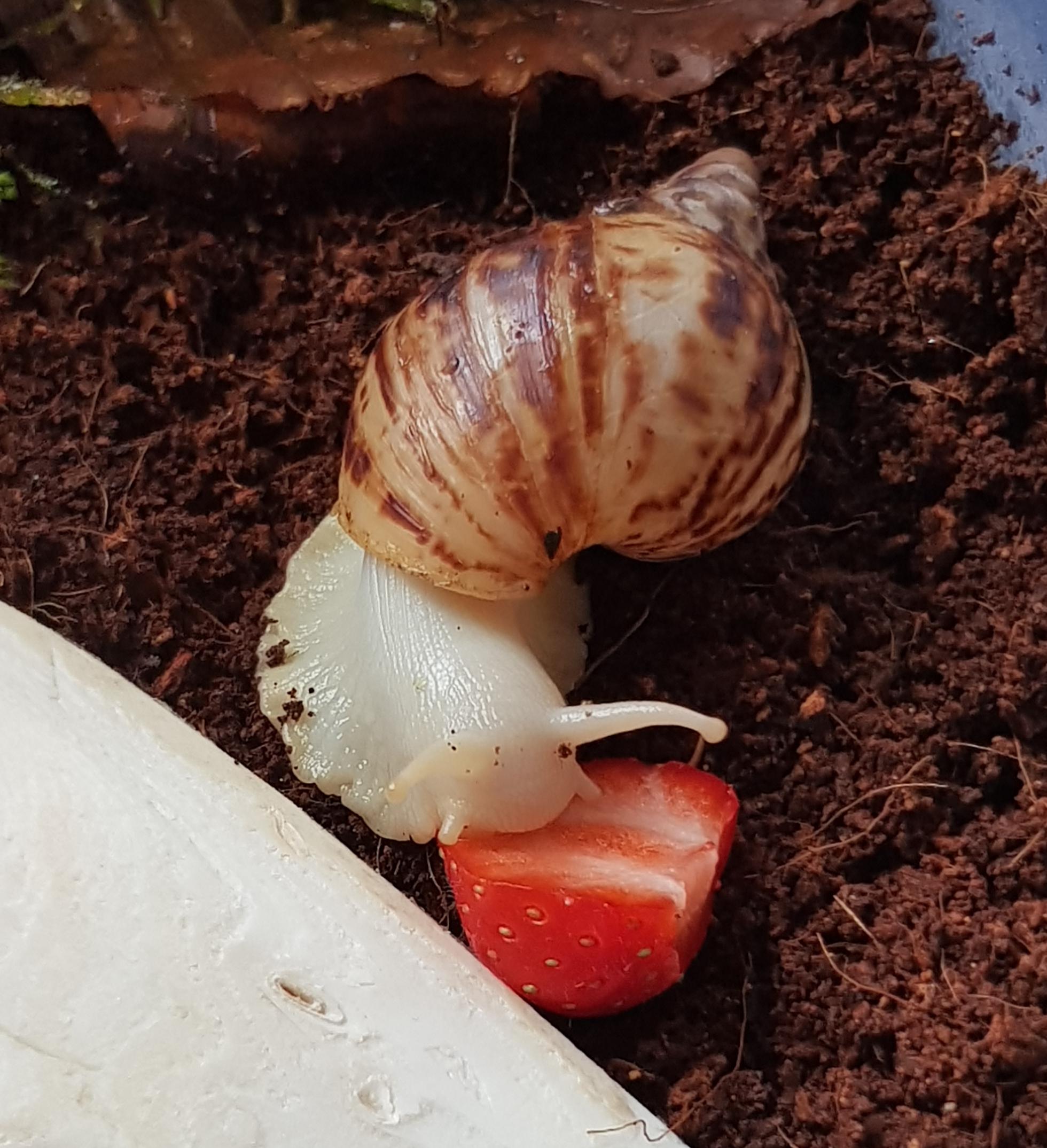 My new snail dmitri eating some strawberry r/snails