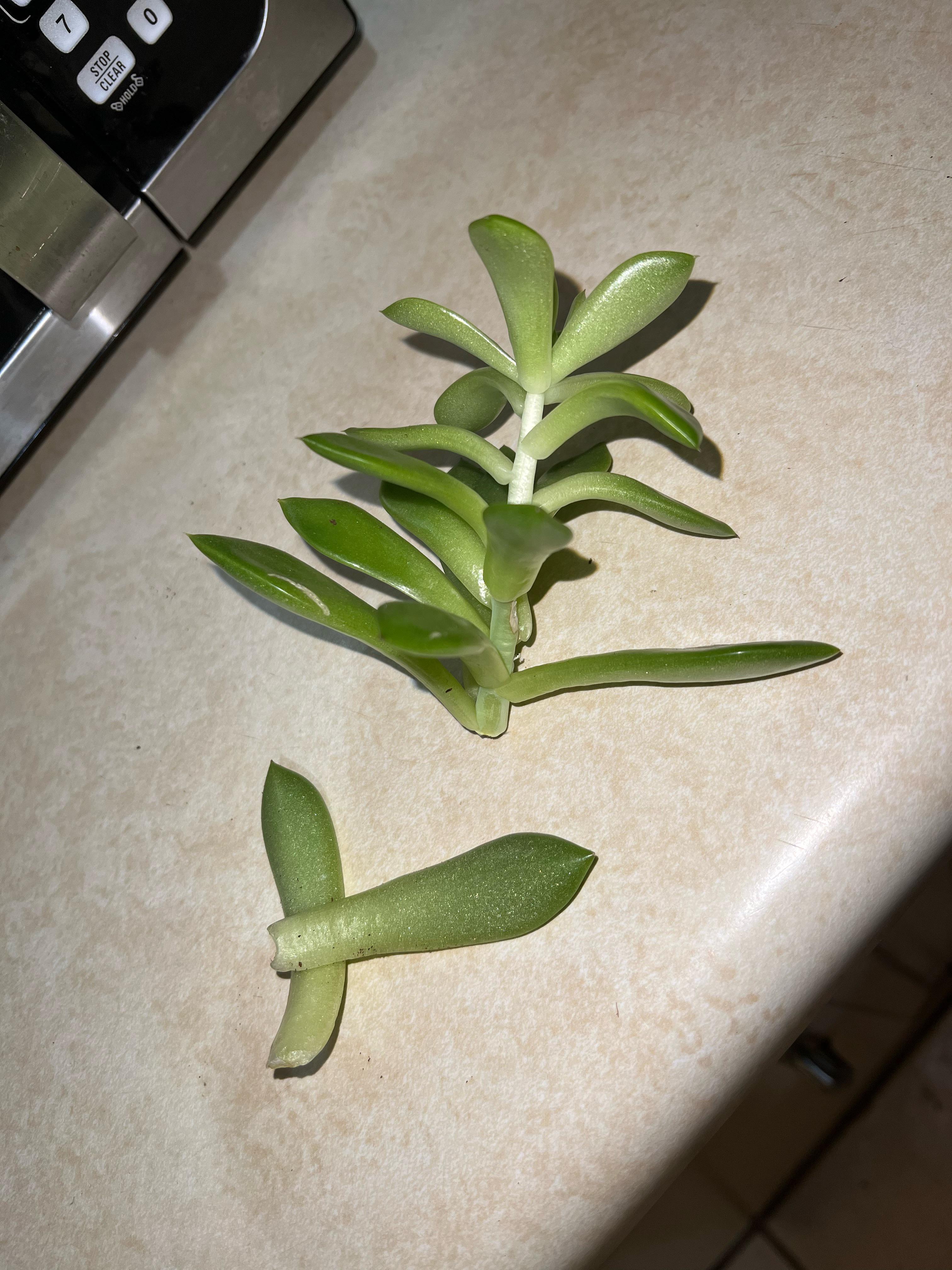 Succulent broke off of roots. Please help!! I have no clue what to do