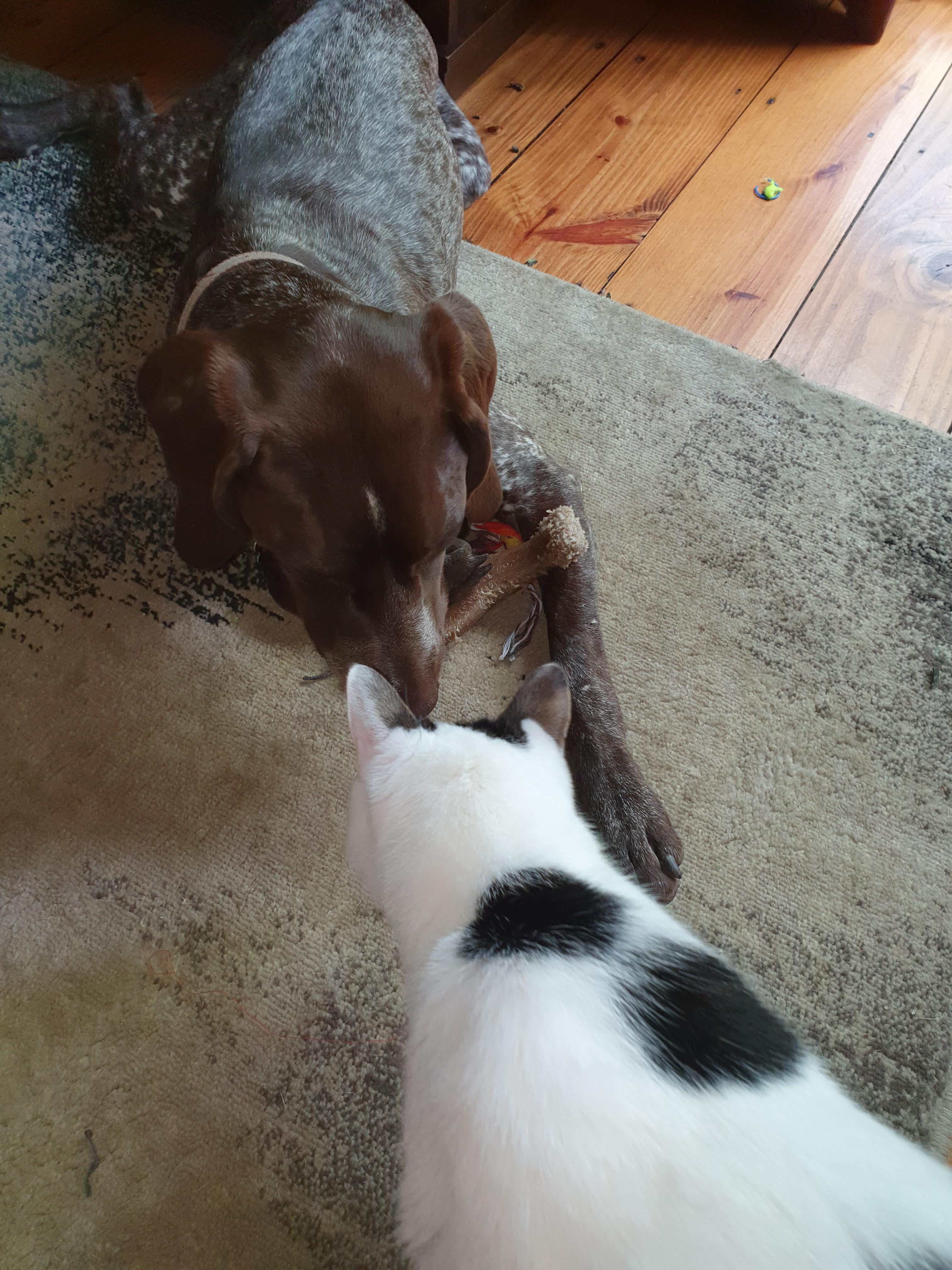 Just a little proof that behavior is entirely dependent upon upbringing