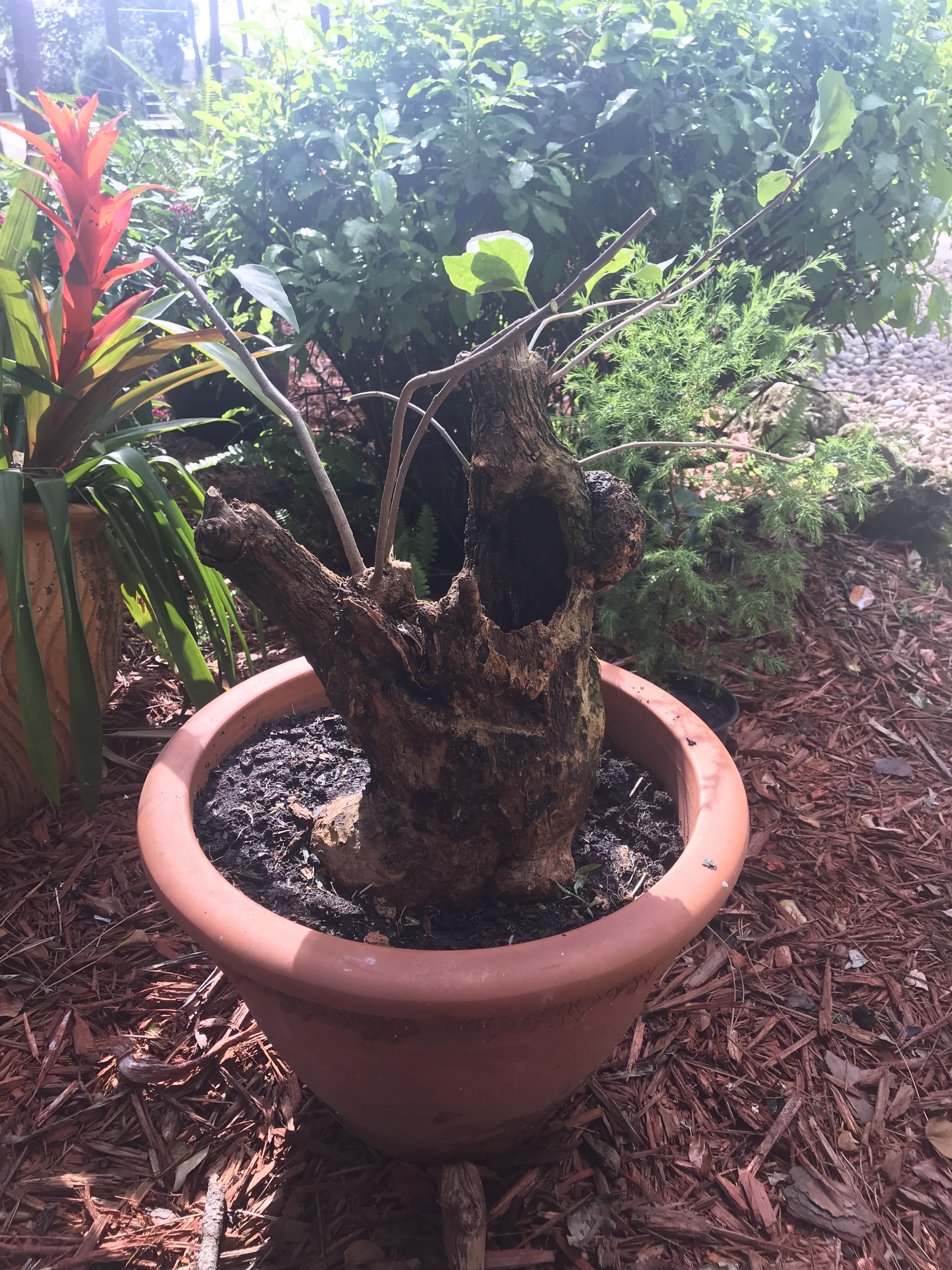 Explore the Beauty of Bonsai Trees at Amazing Bonsai Trees Blog Bonsai