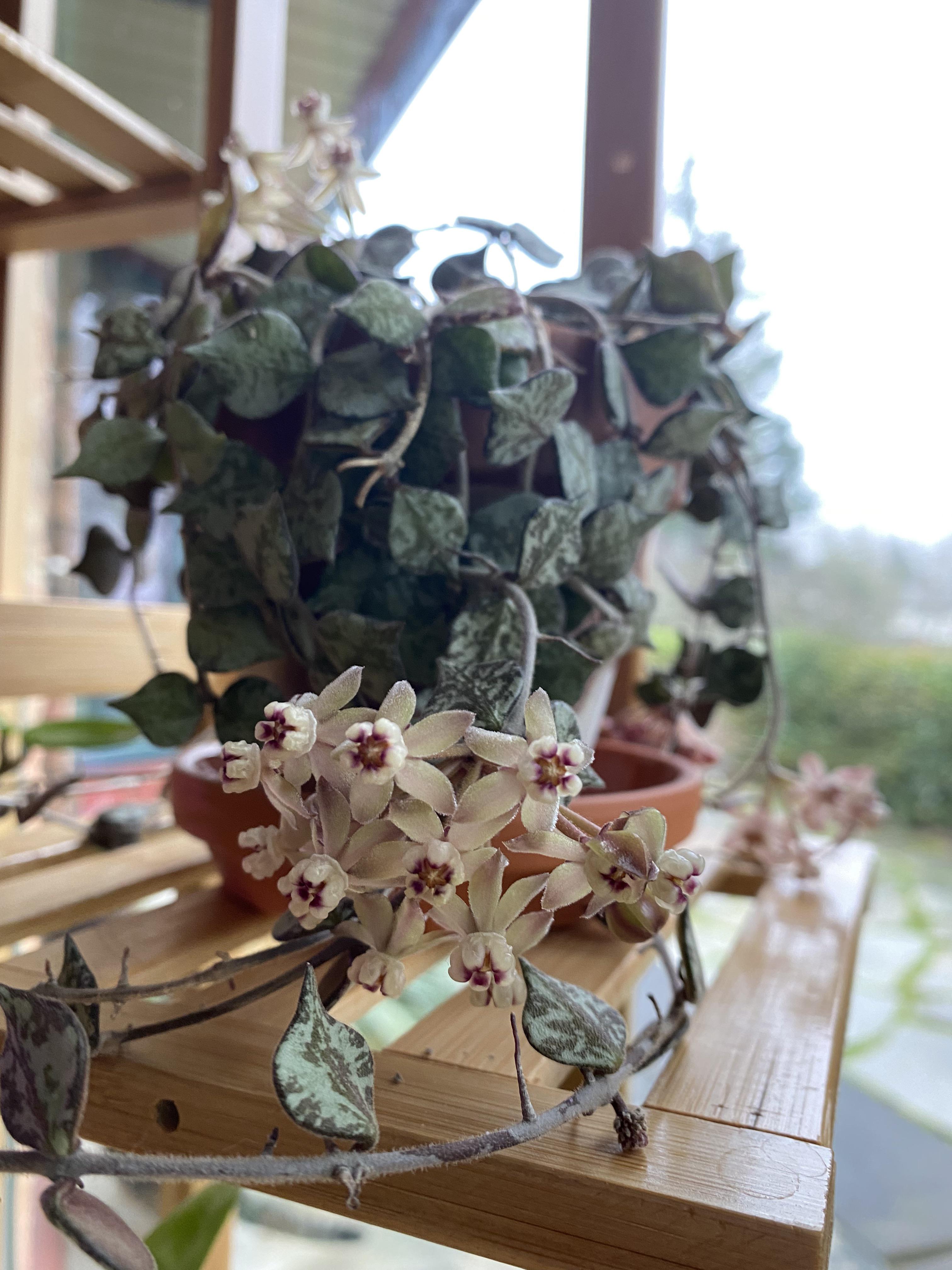 She just keeps on blooming 🥺 the flowers smell like fruit loops at