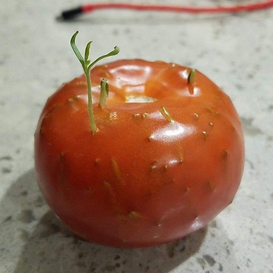 Seeds germinating inside a tomato r/oddlyterrifying