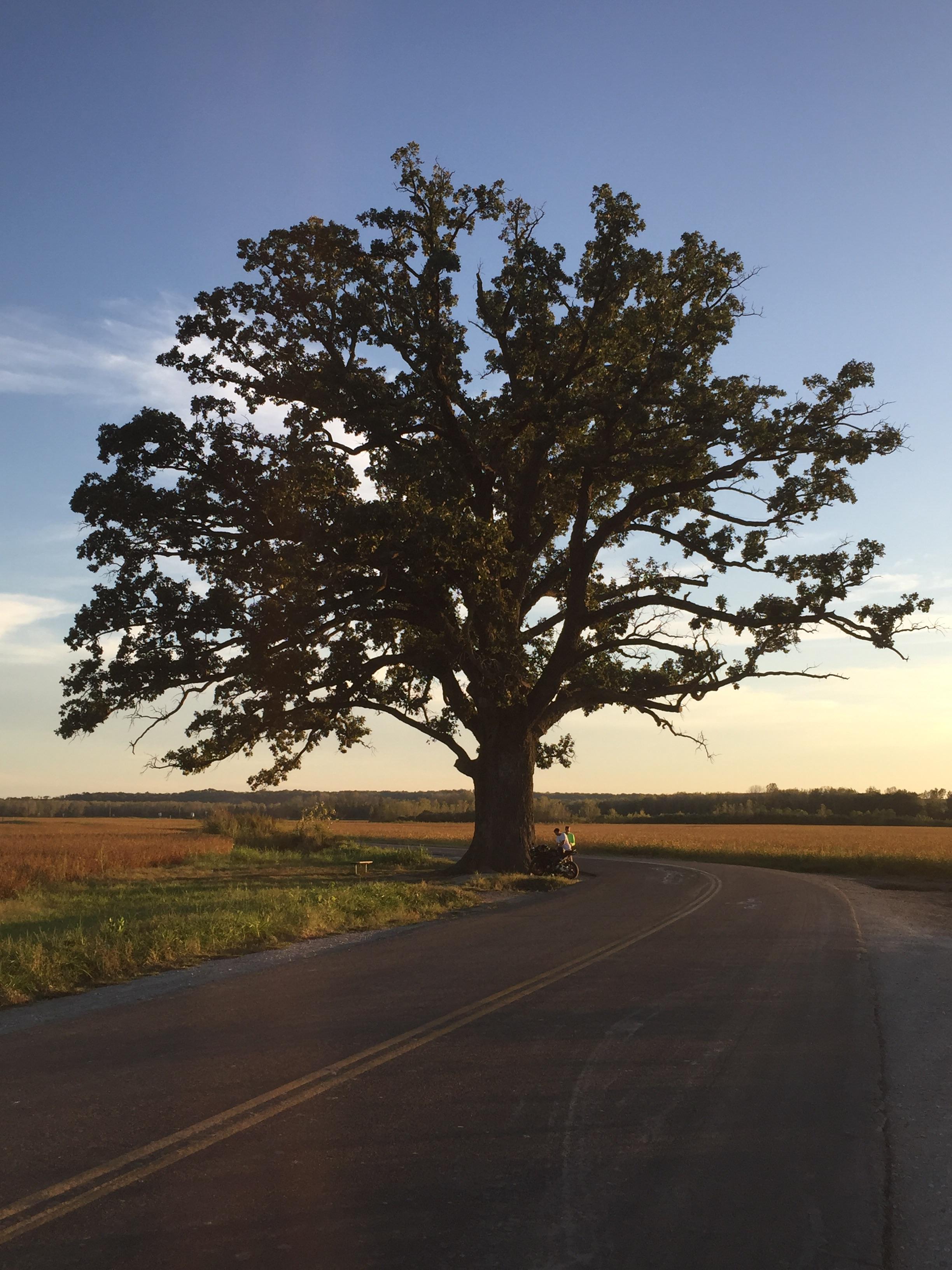 Here is our areas famous tree (Near Columbia MO) r/marijuanaenthusiasts