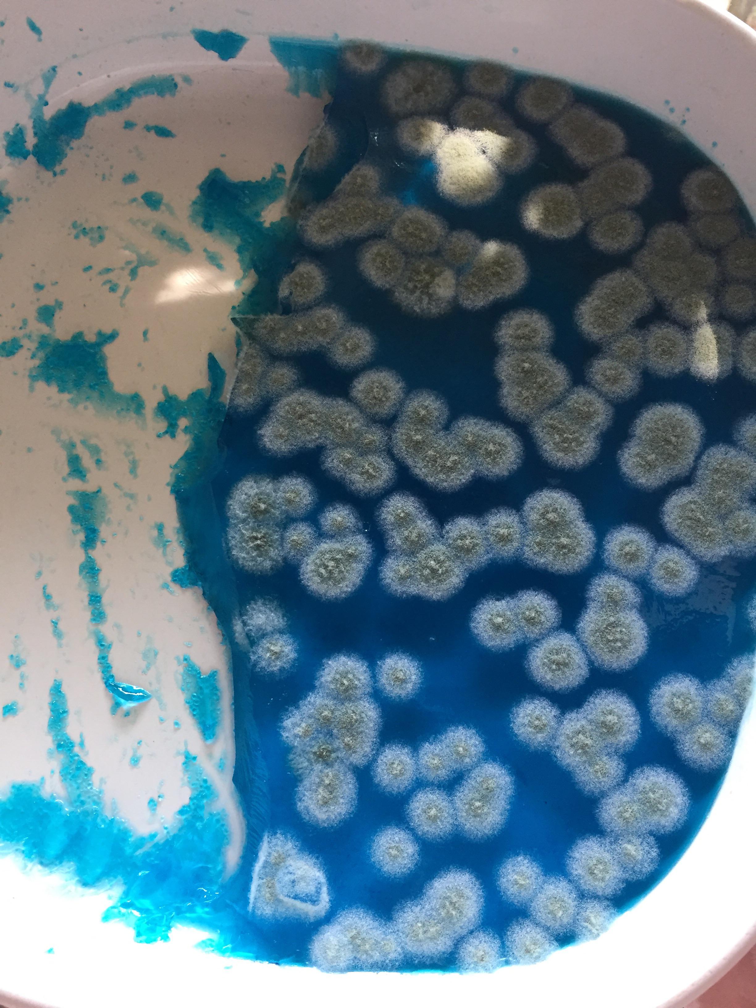 Had no idea jello could grow mold. r/mildlyinteresting