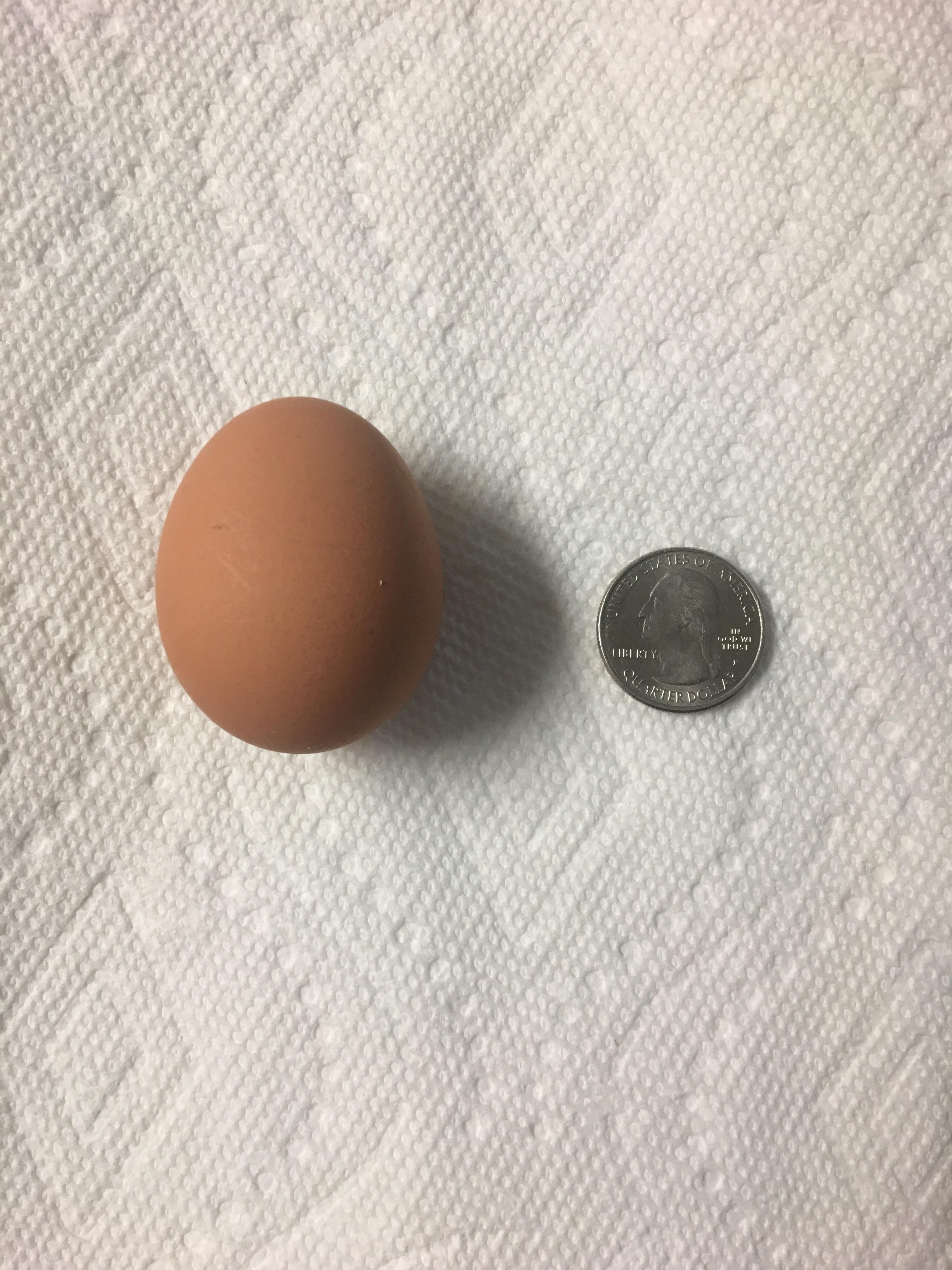 My cinnamon queen hen, Ginger just laid her first egg! I’m such a happy