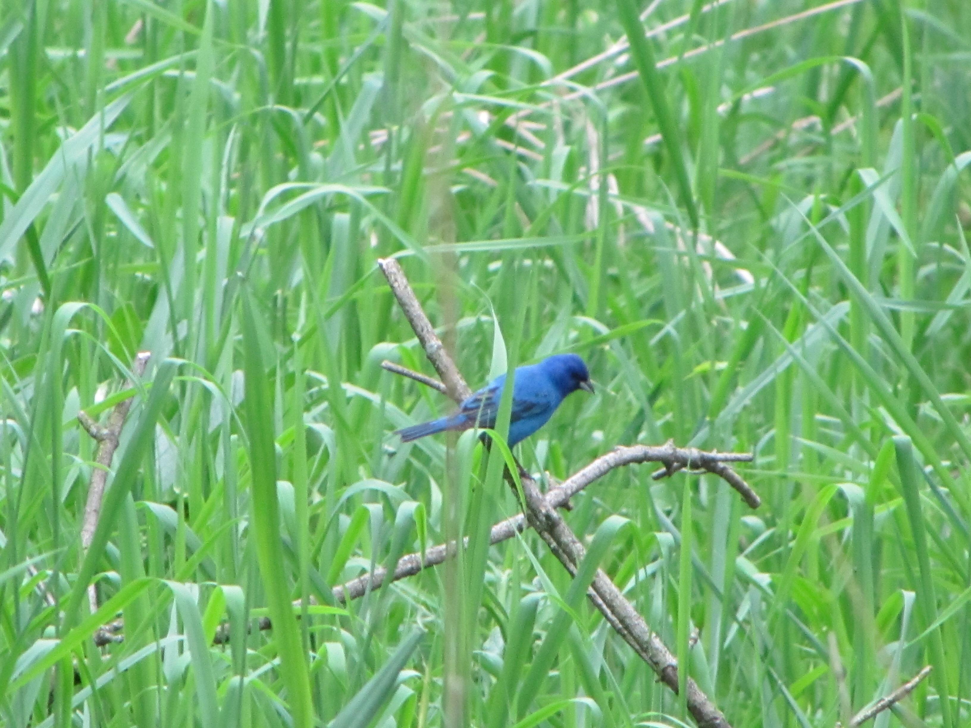Indigo bunting Ohio r/birding