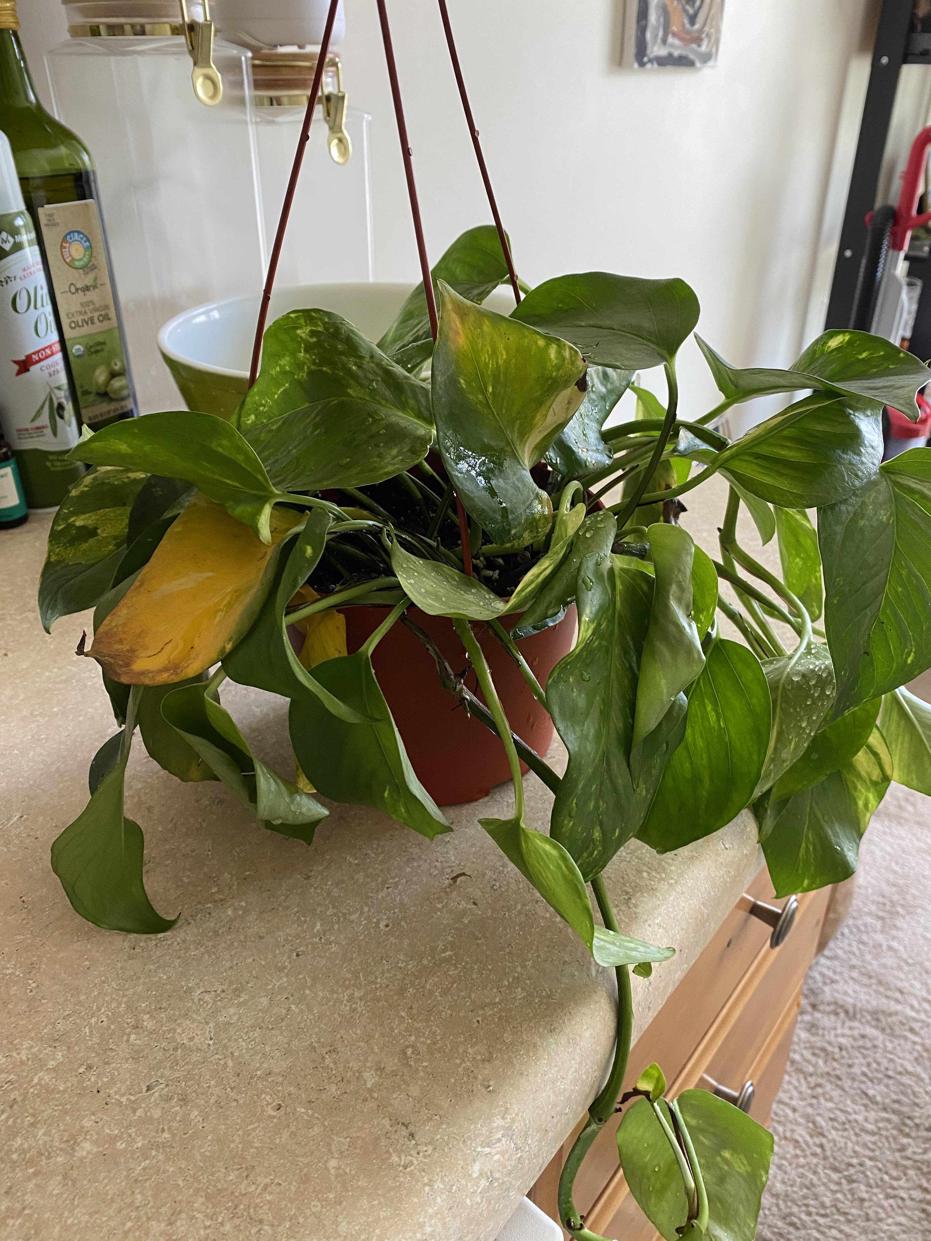 Pothos looking droopy and turning yellow ( I water when I feel the