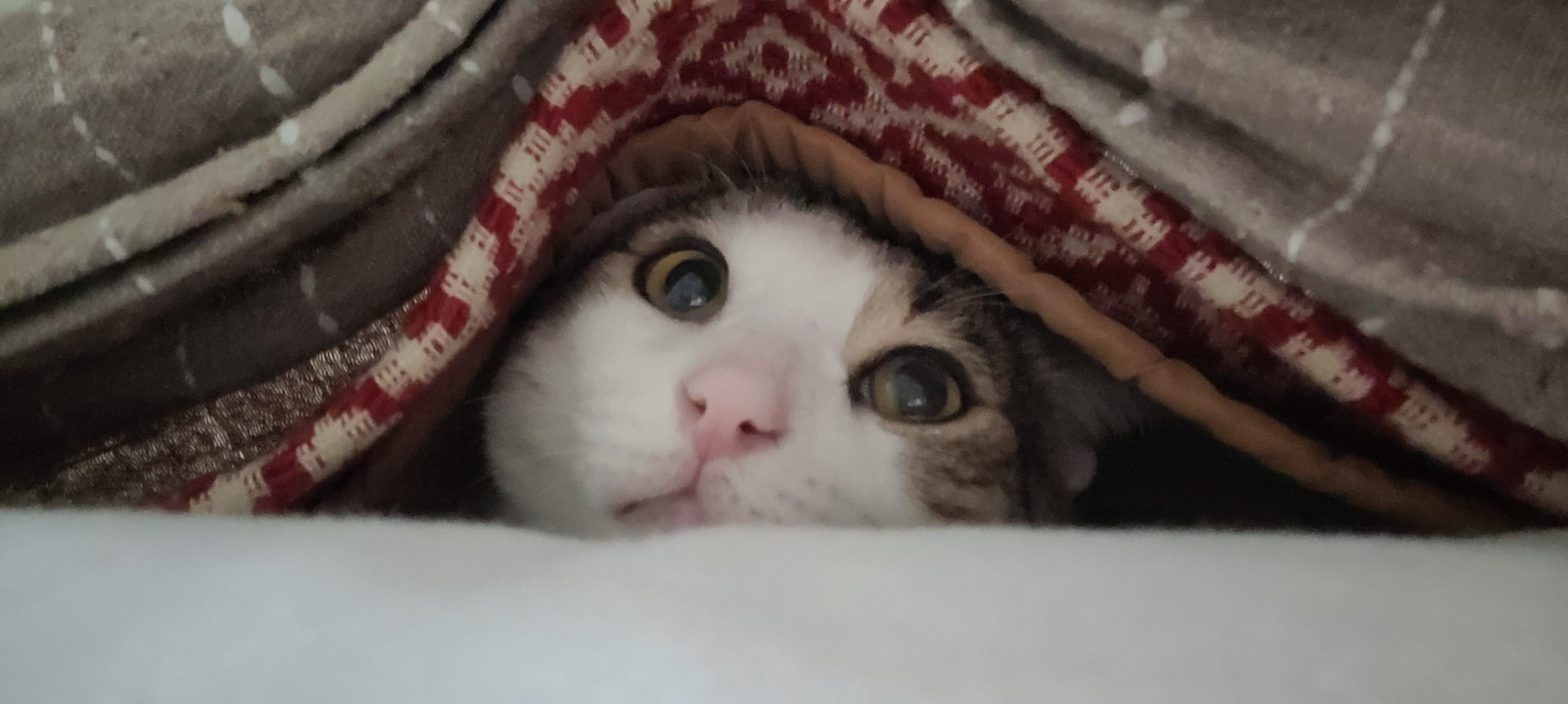 Thanks, i love my cat under my bed sheets r/TILI