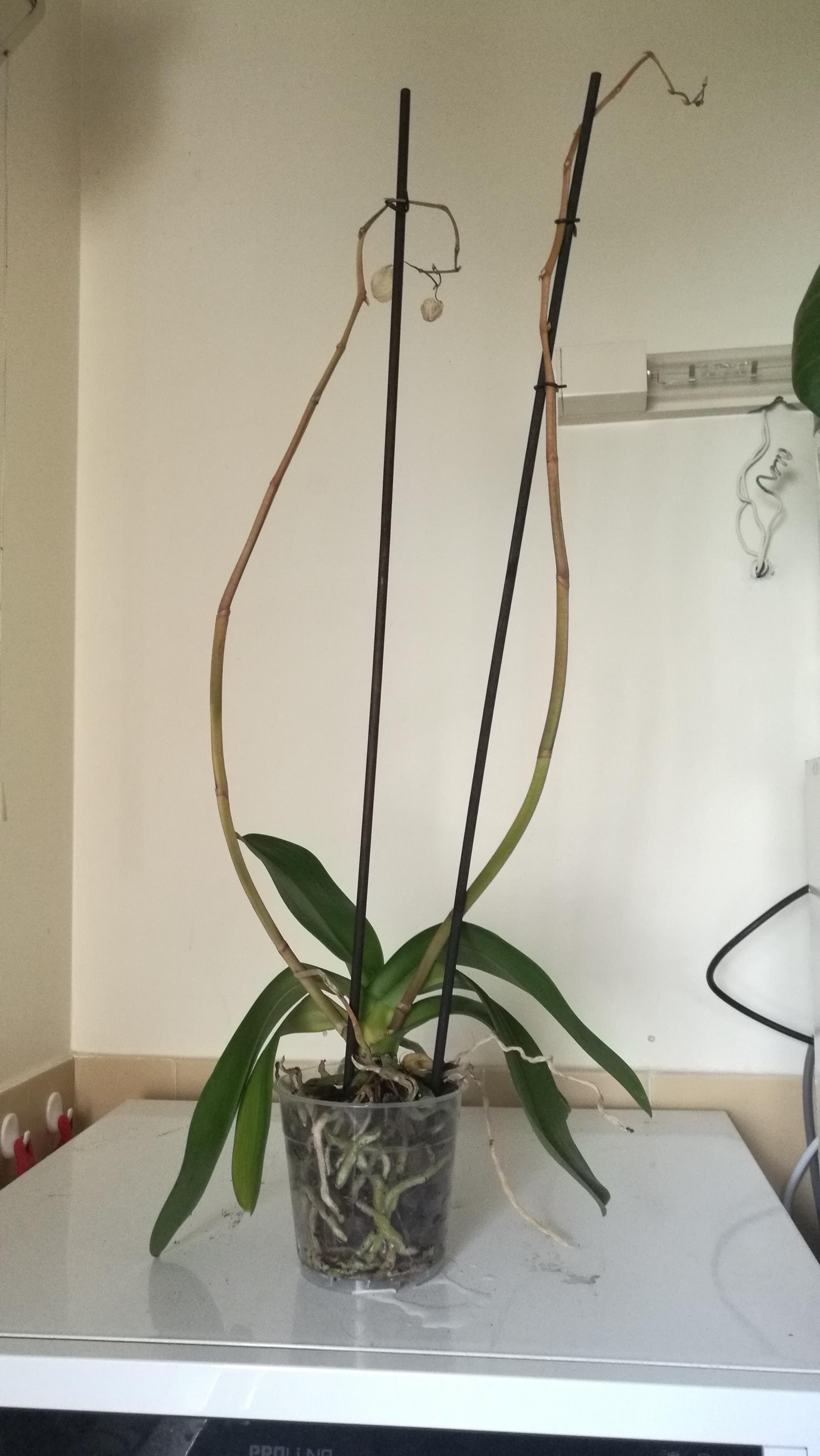 Please help me id and nurse this orchid back to health ! r/orchids