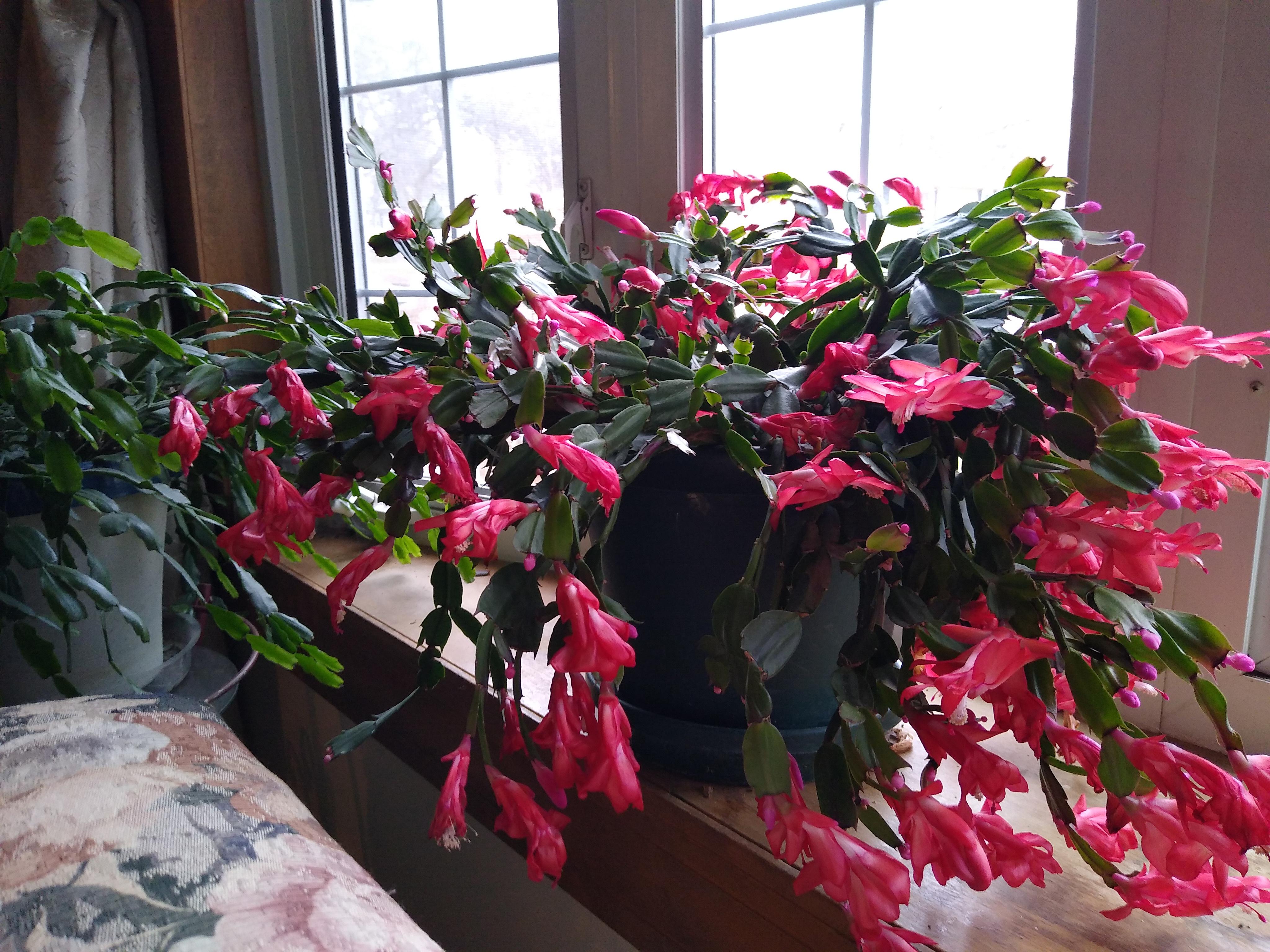 2/3 of my Christmas cactuses are blooming! r/gardening