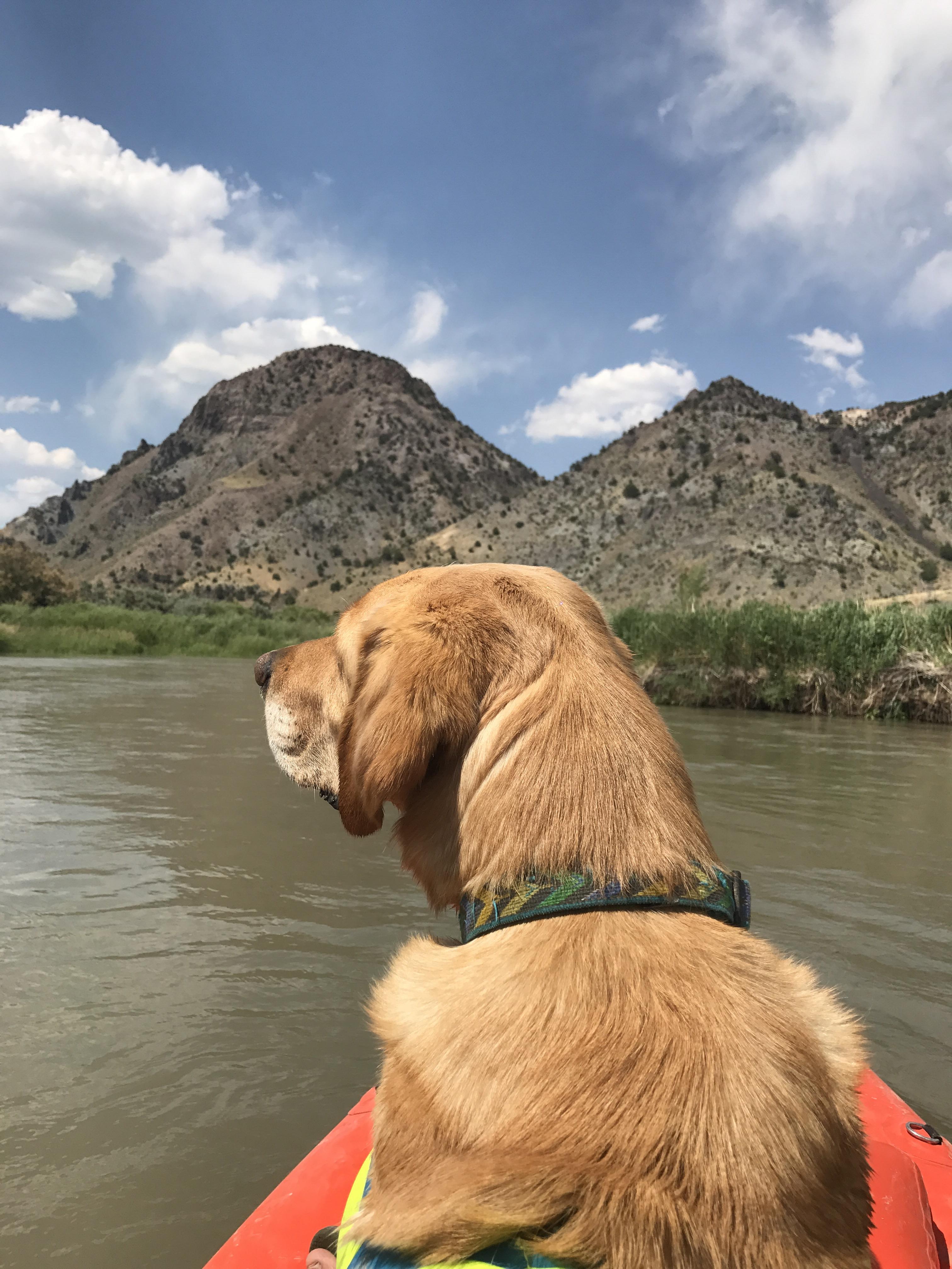 Griff the adventure dog getting ready for some class III on the Sevier