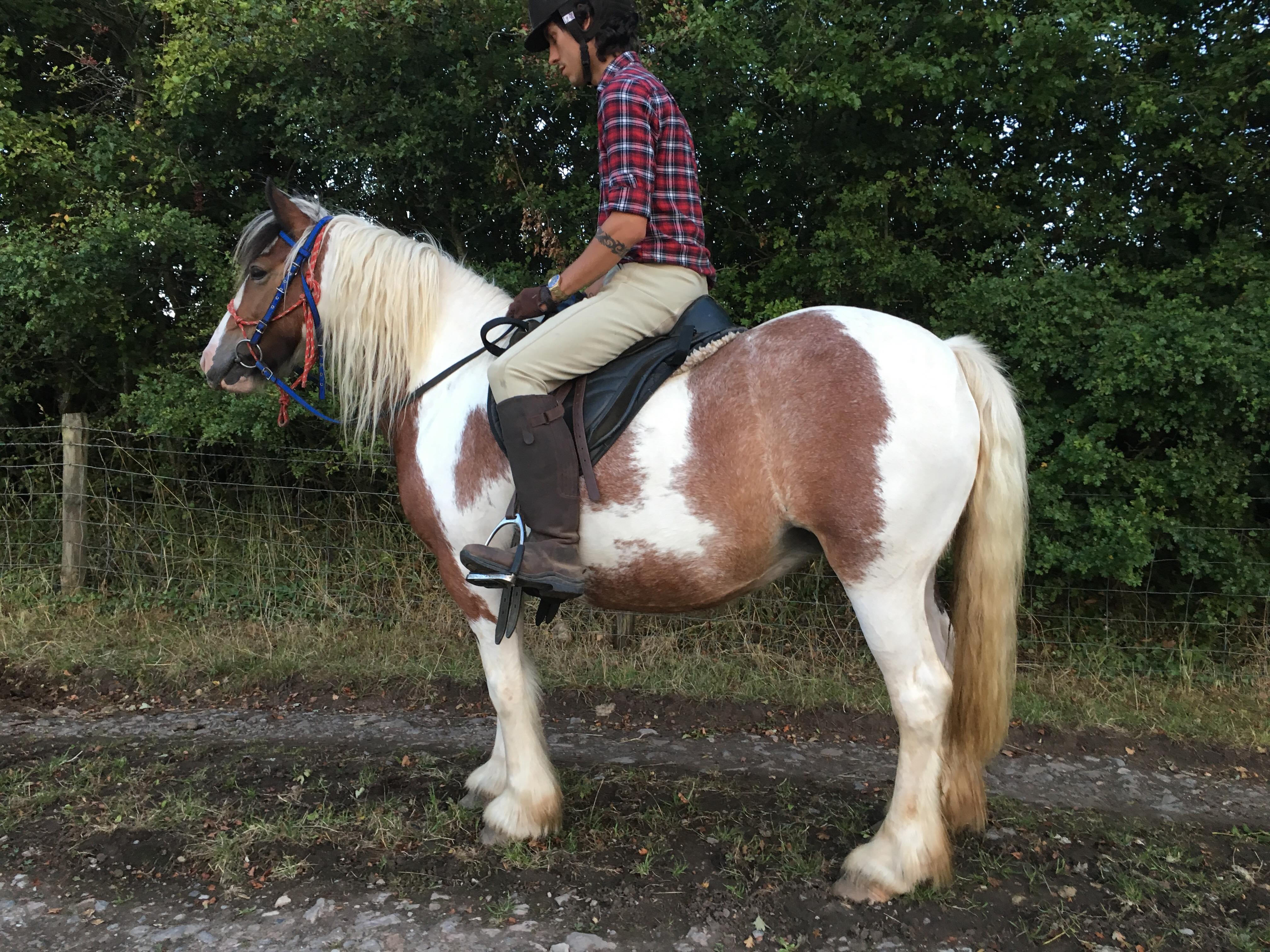 The lovely cob pony I have taken on for training r/Horses