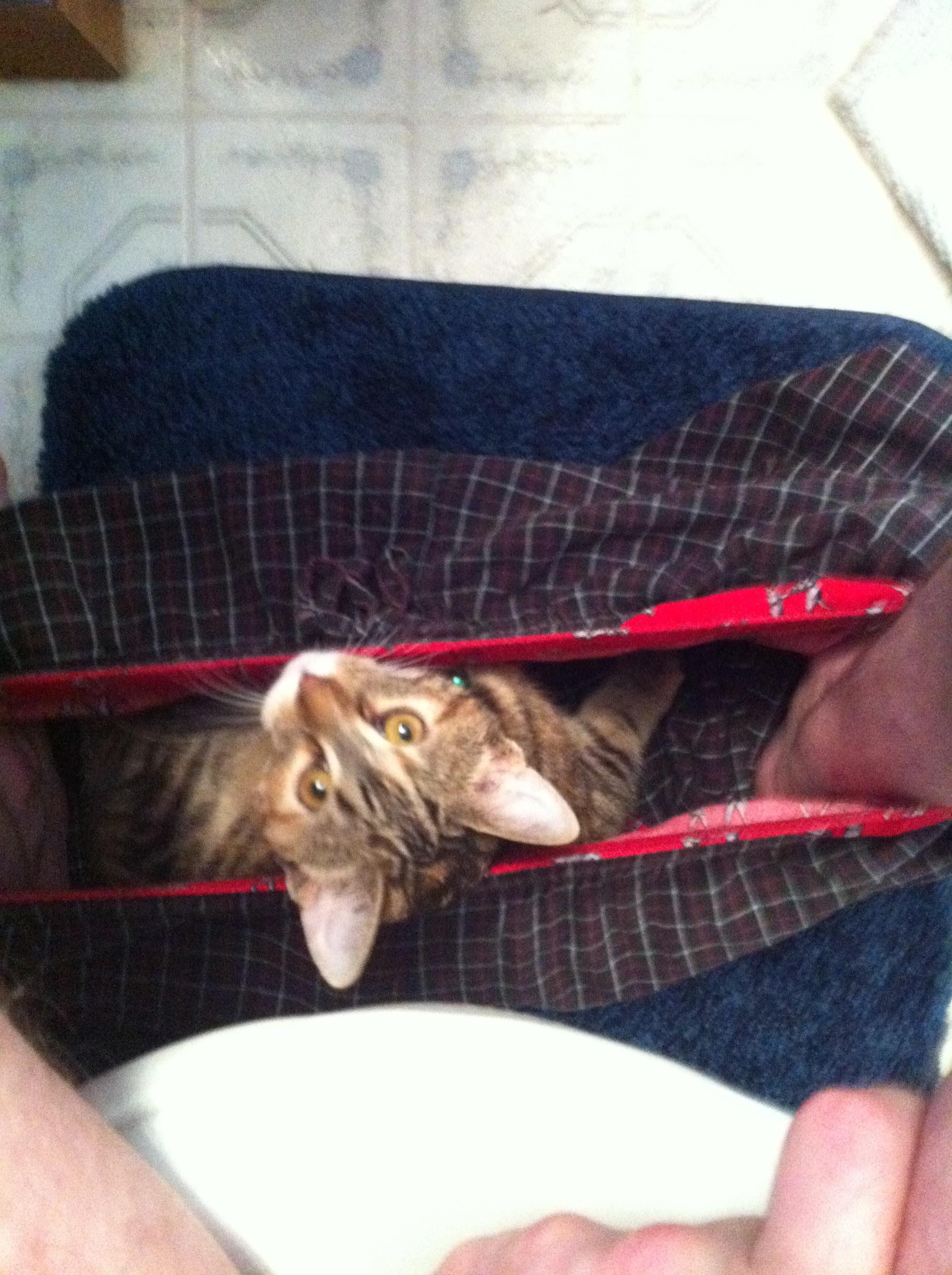 Does anyone know how to stop my cat from crawling into my underwear