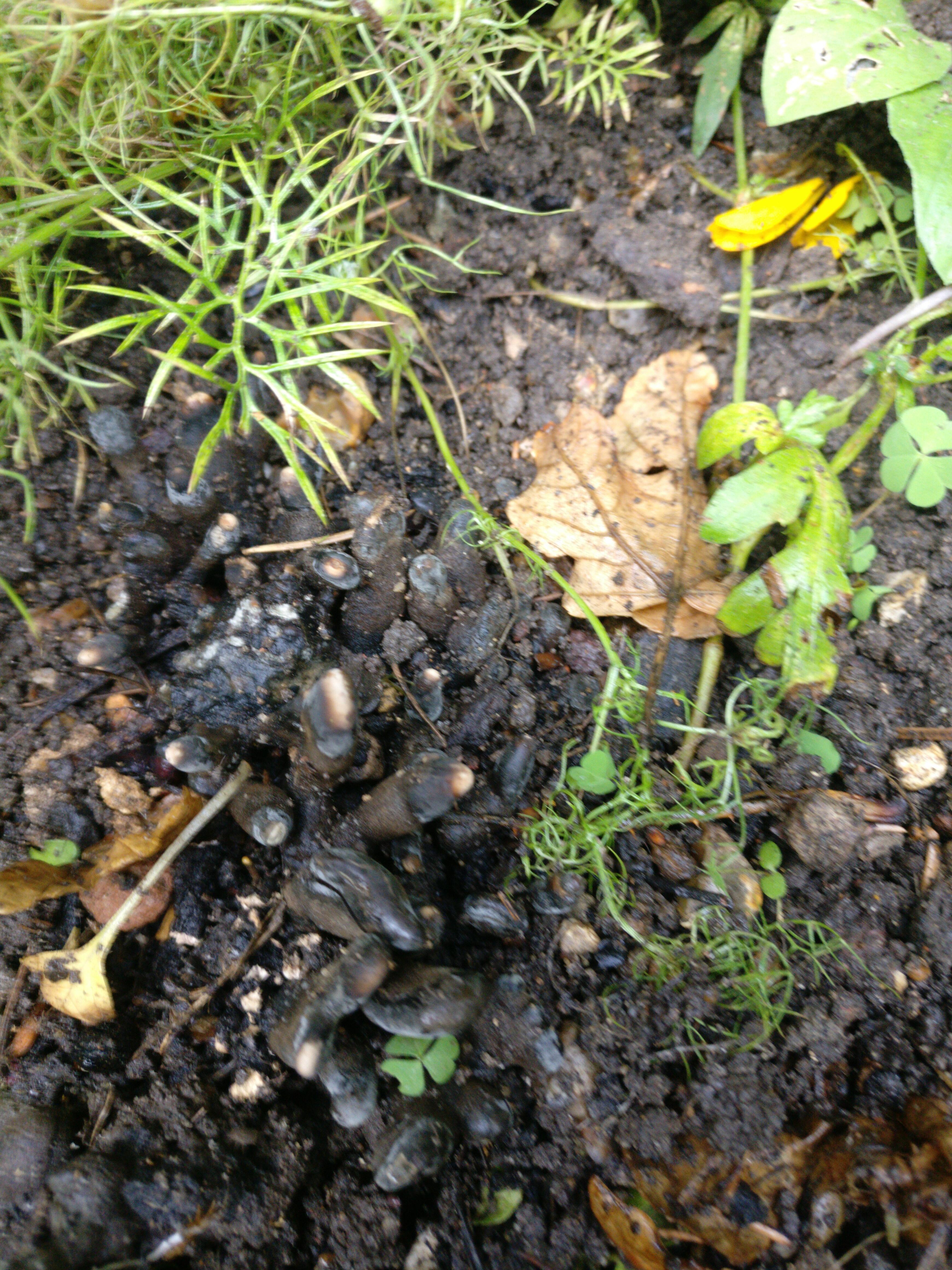 Found in a flower bed London, UK; fungus?? r/whatsthisplant