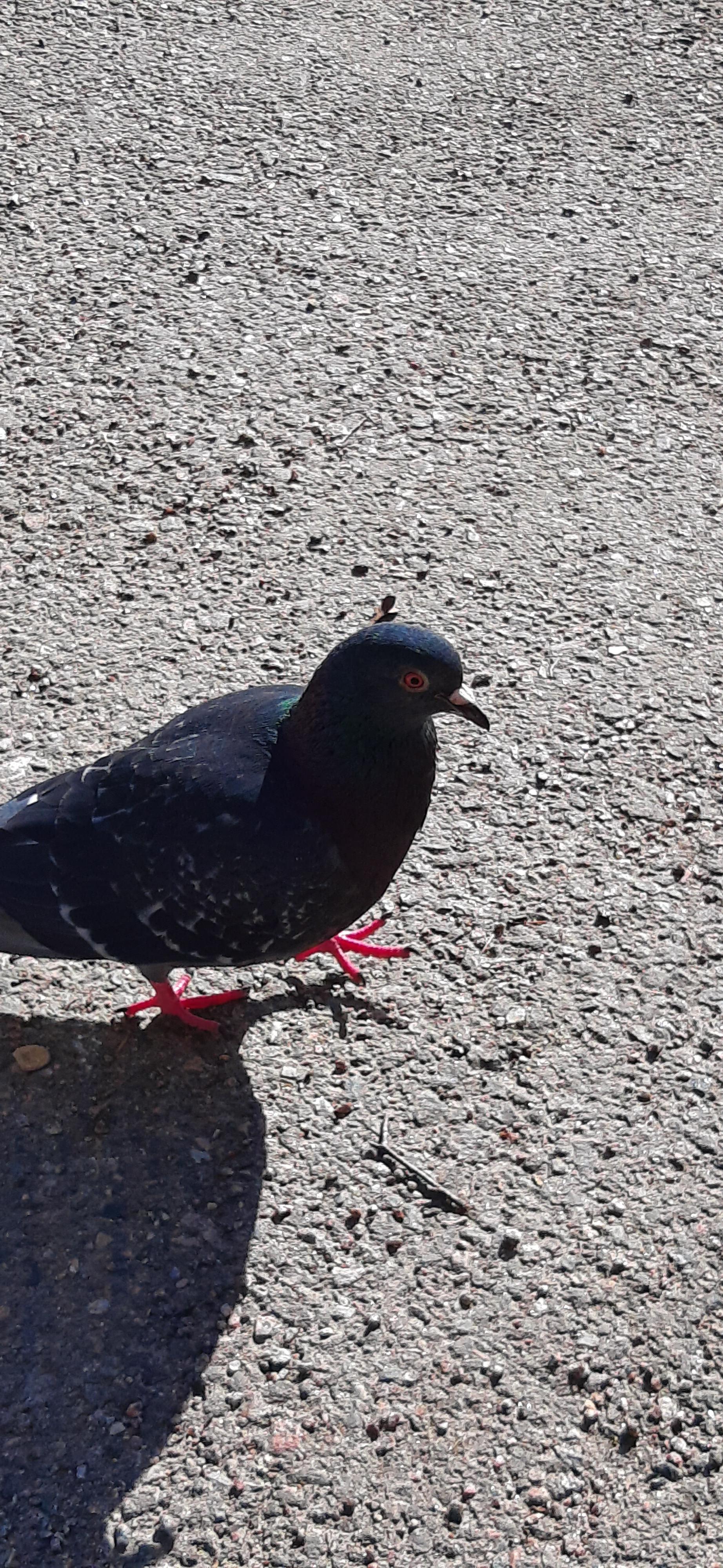Beautiful pink feet r/pigeon