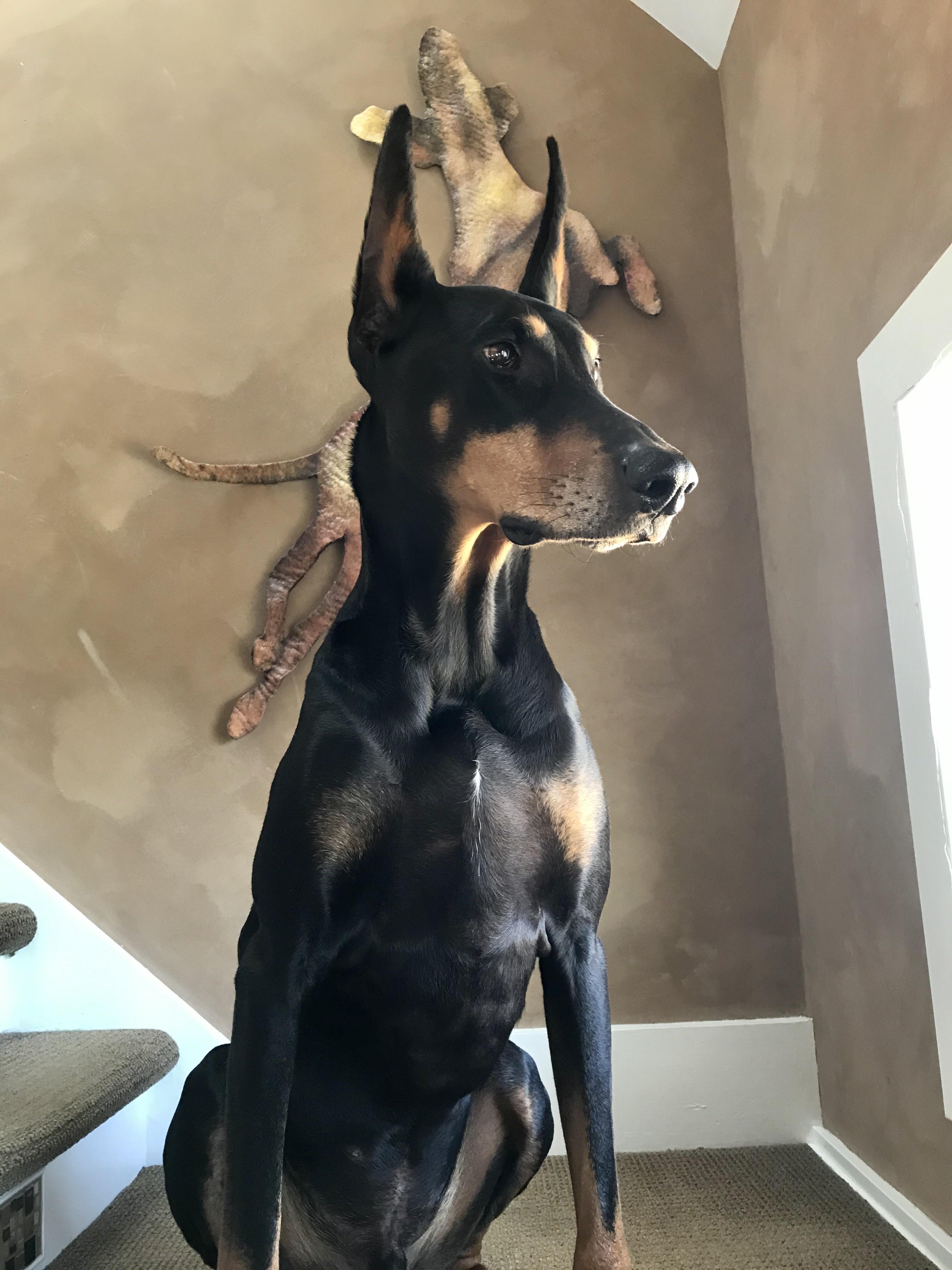 Any for a harness with handle to fit a deep chest and