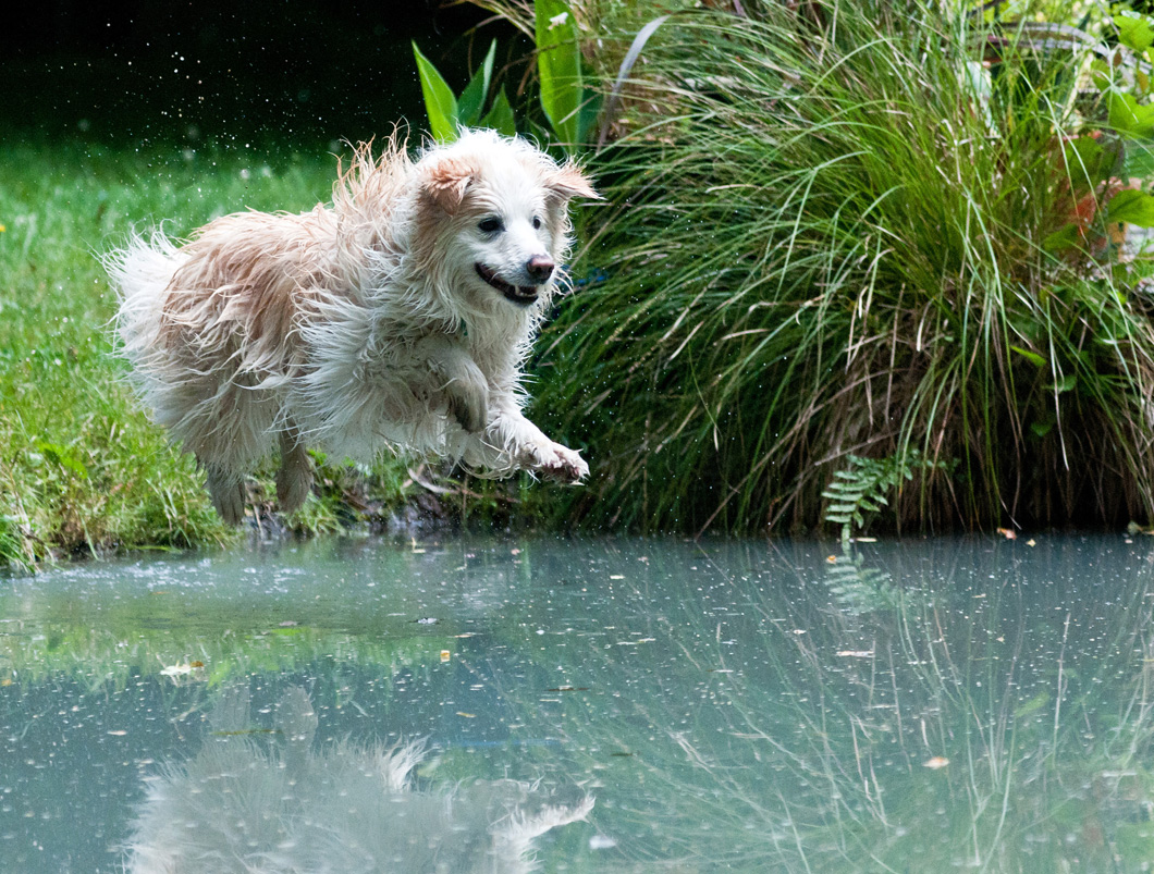 PsBattle Dog jumping into water
