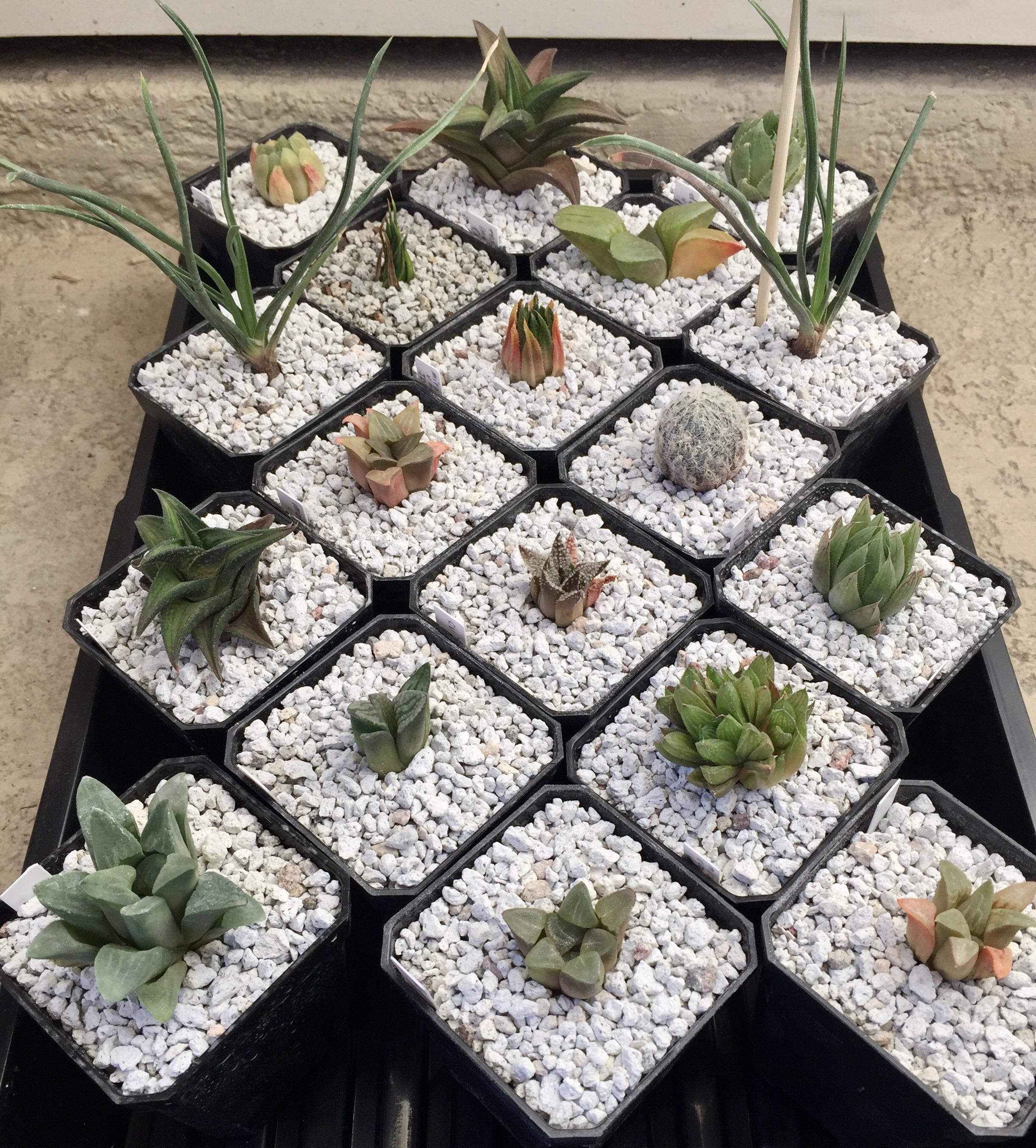 New plant mail potted! r/haworthia