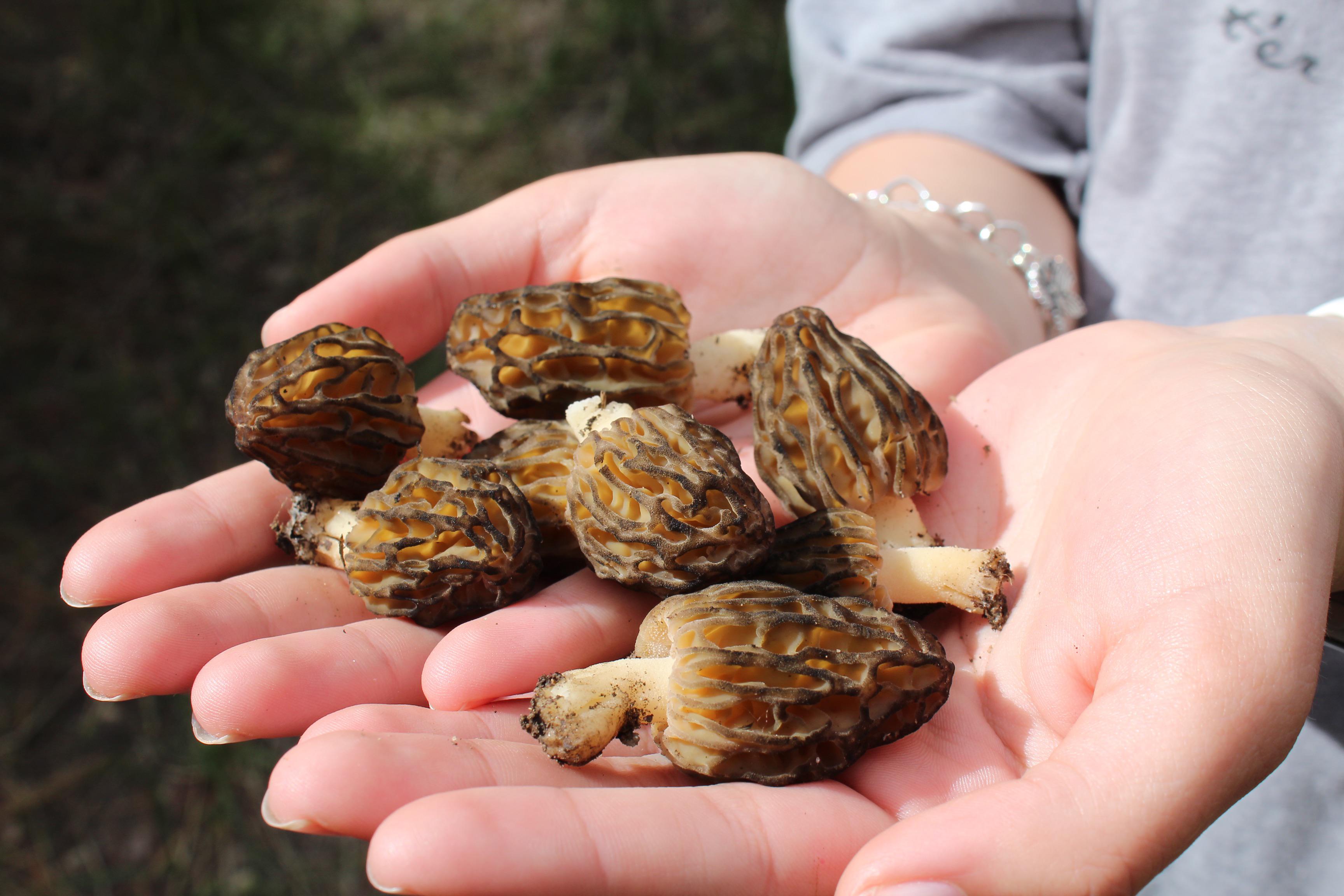 First hunt, and first morels! (Idaho) r/Morel_Hunting