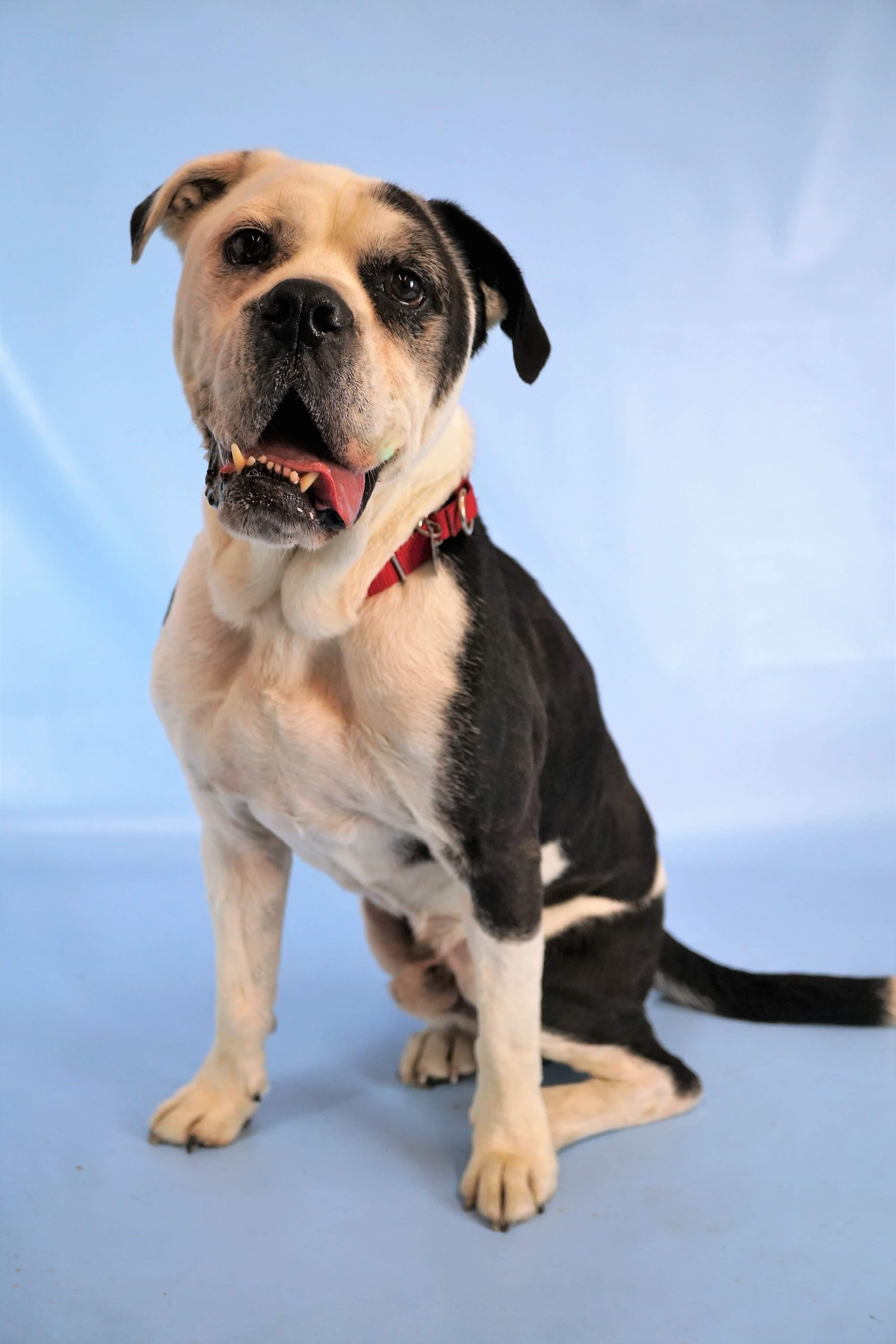 Wrigley, a 2yearold Boxer mix, available for adoption at Homeward Pet