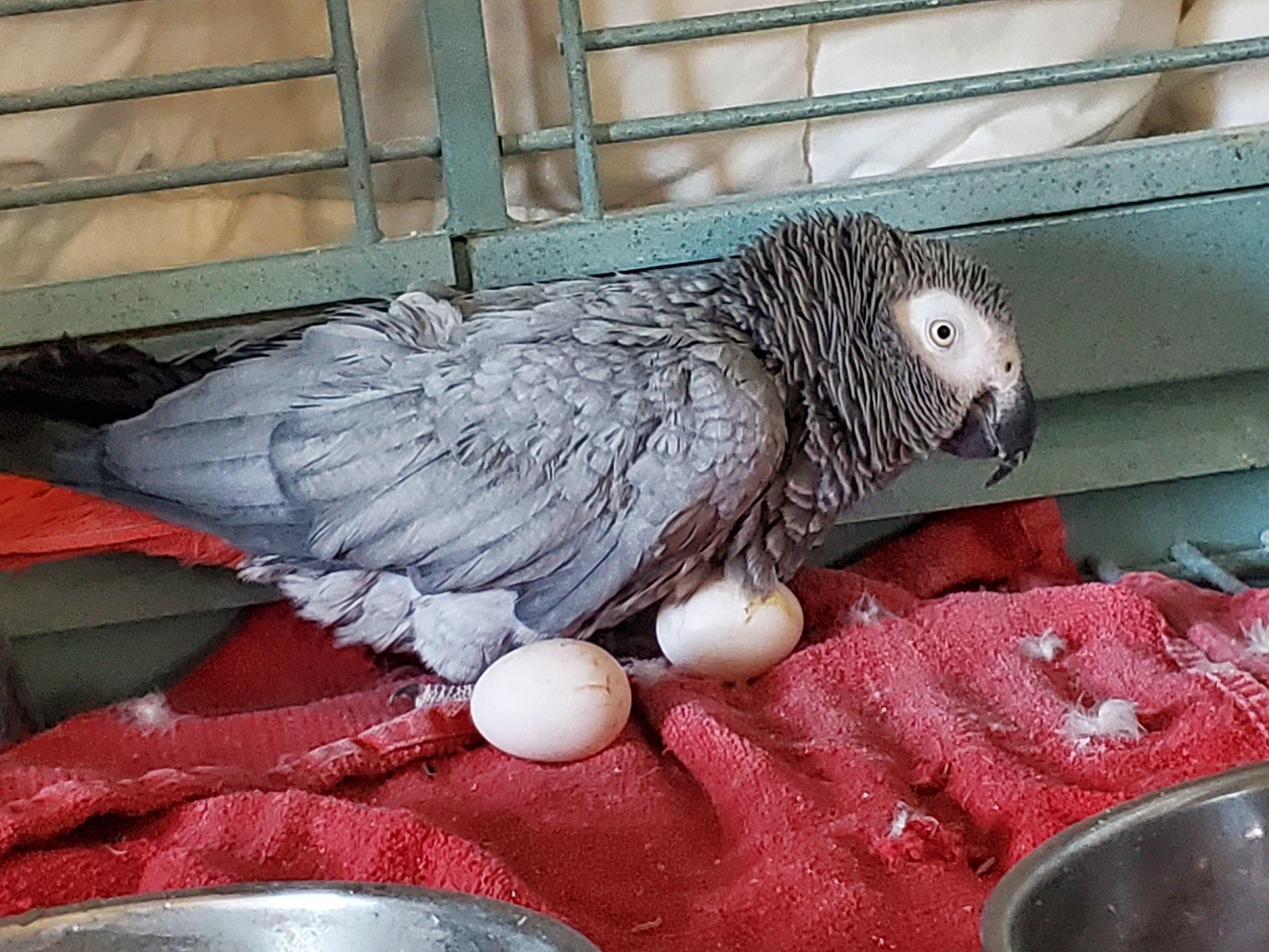 My 18 year old African Grey has laid two eggs in the past 3 days after never having laid an egg