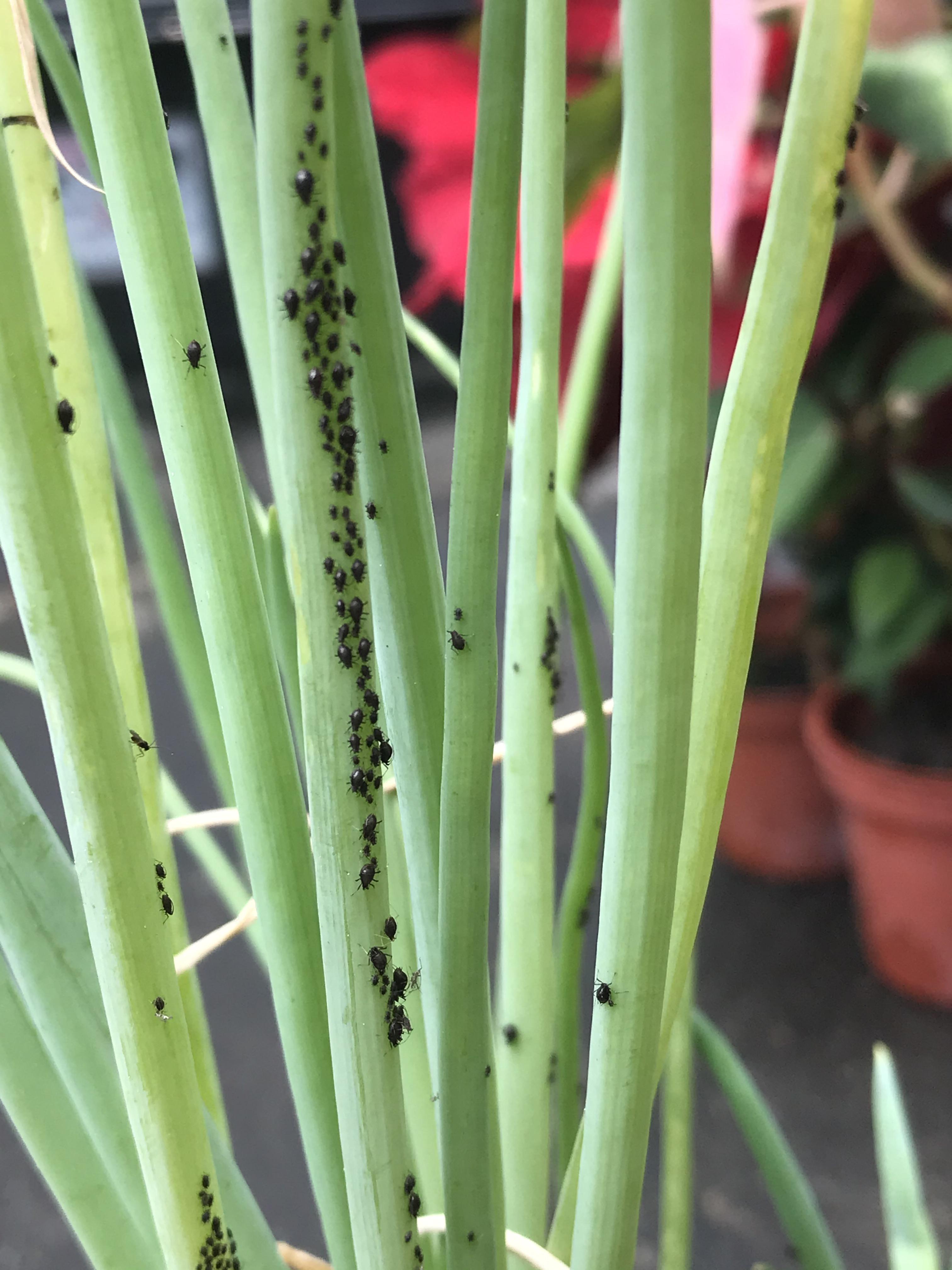Found these tiny bugs colonizing my green onion. What are they? Are they harmful to my plants or